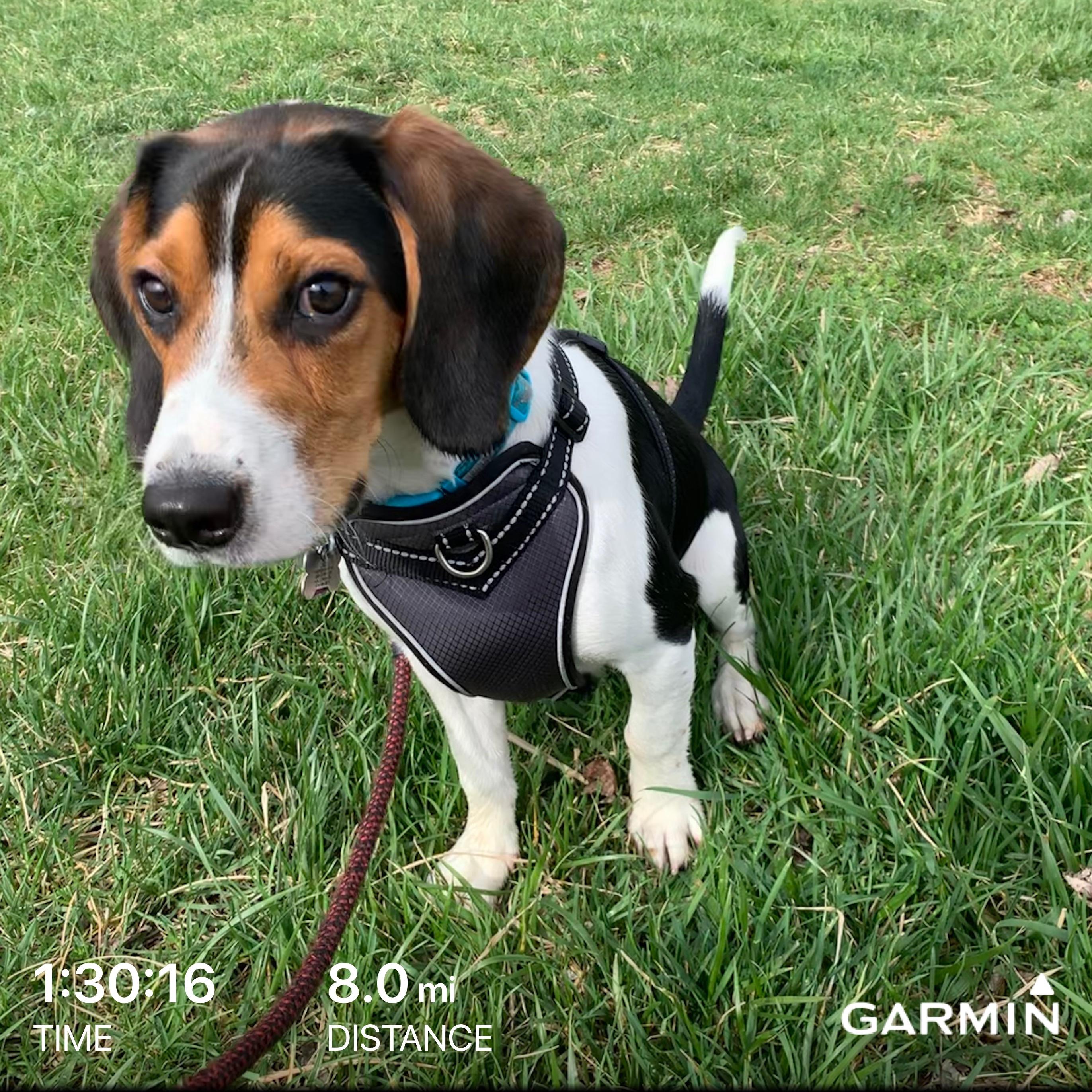 Anyone run with their beagle? r/beagle