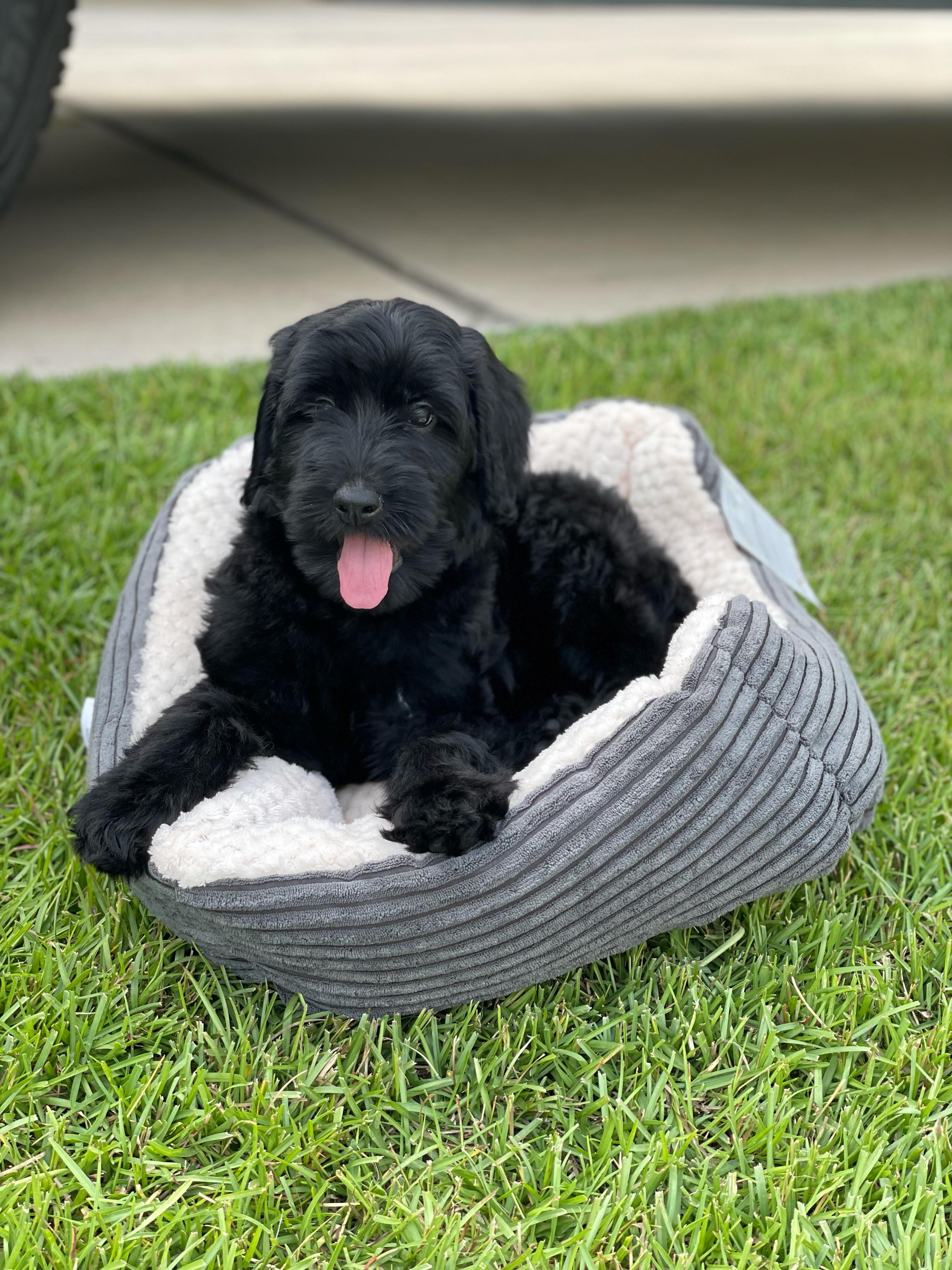 New Aussiedoodle… advice on training?! r/AussieDoodle