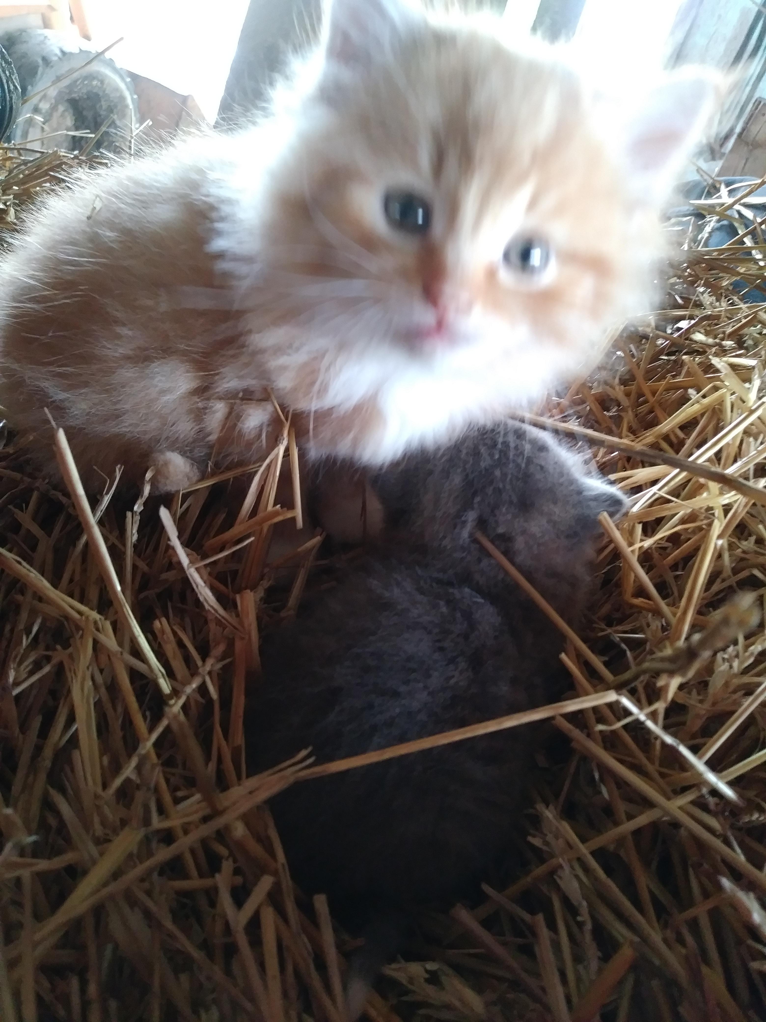 I shall protect you my baby r/Kitten