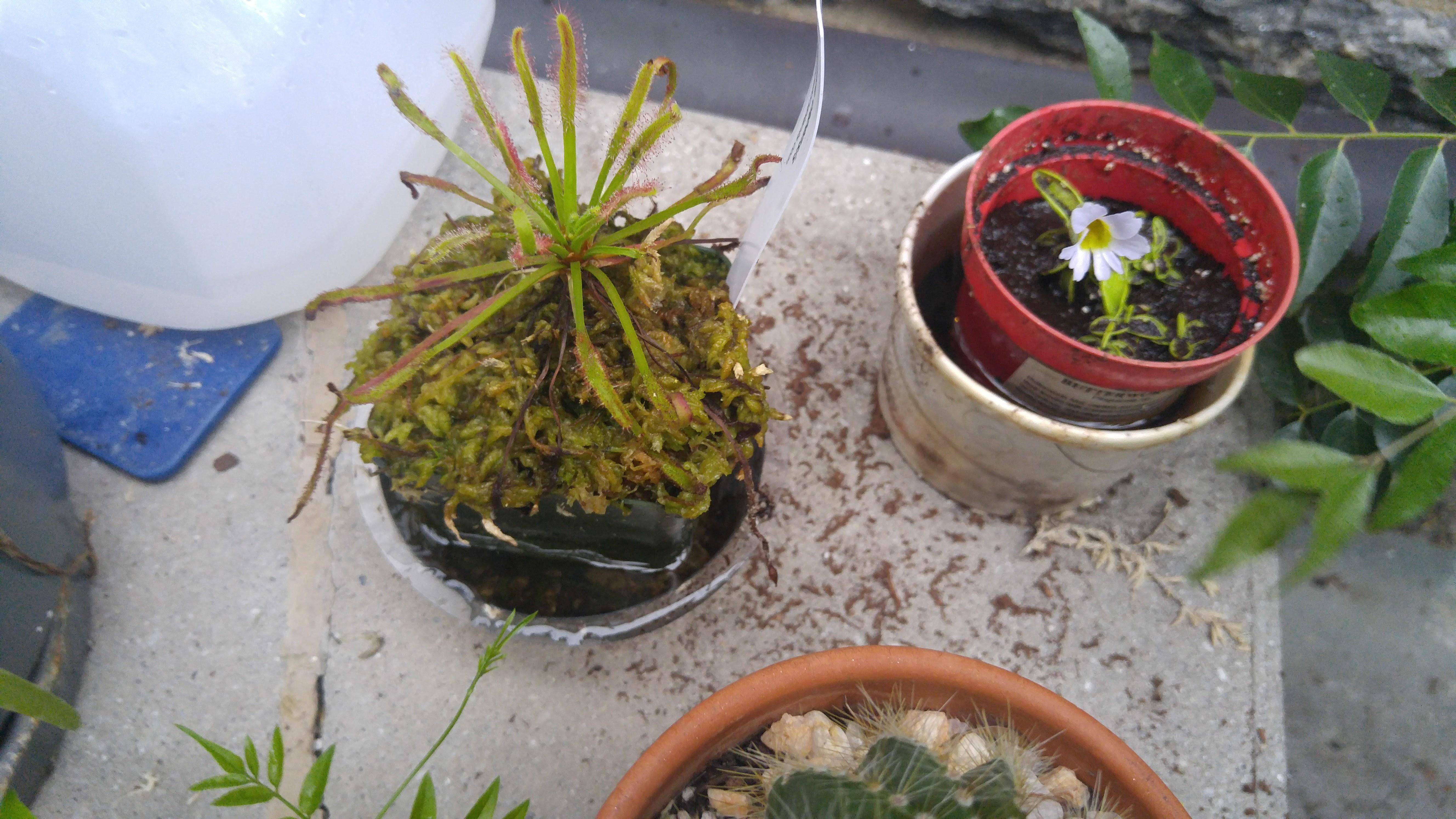 Hey reddit, how are my plants doing? I'm new to this. r/SavageGarden