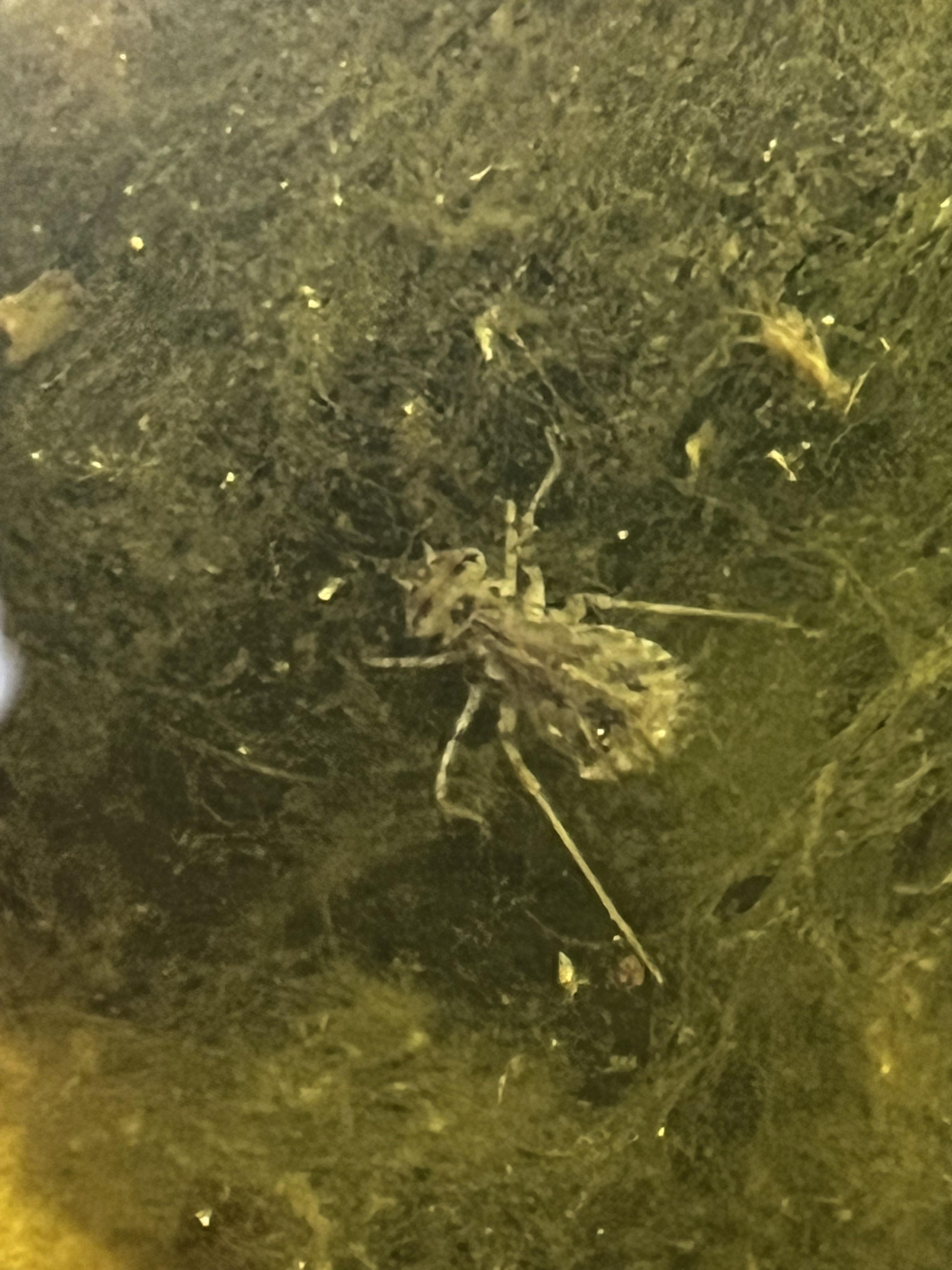 What is in my fish tank… r/whatisthisfish