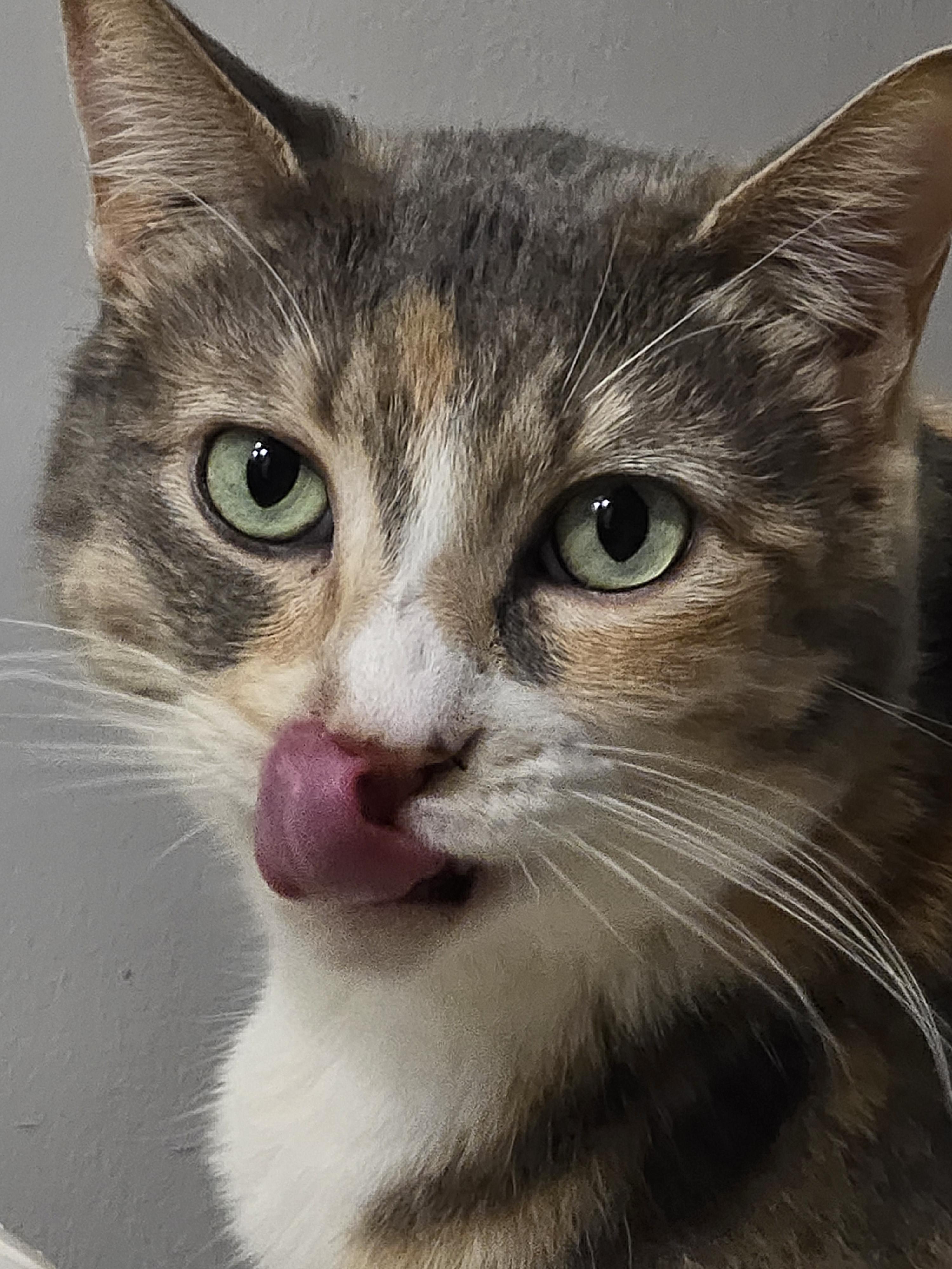 My cat, who never shuts up r/aww