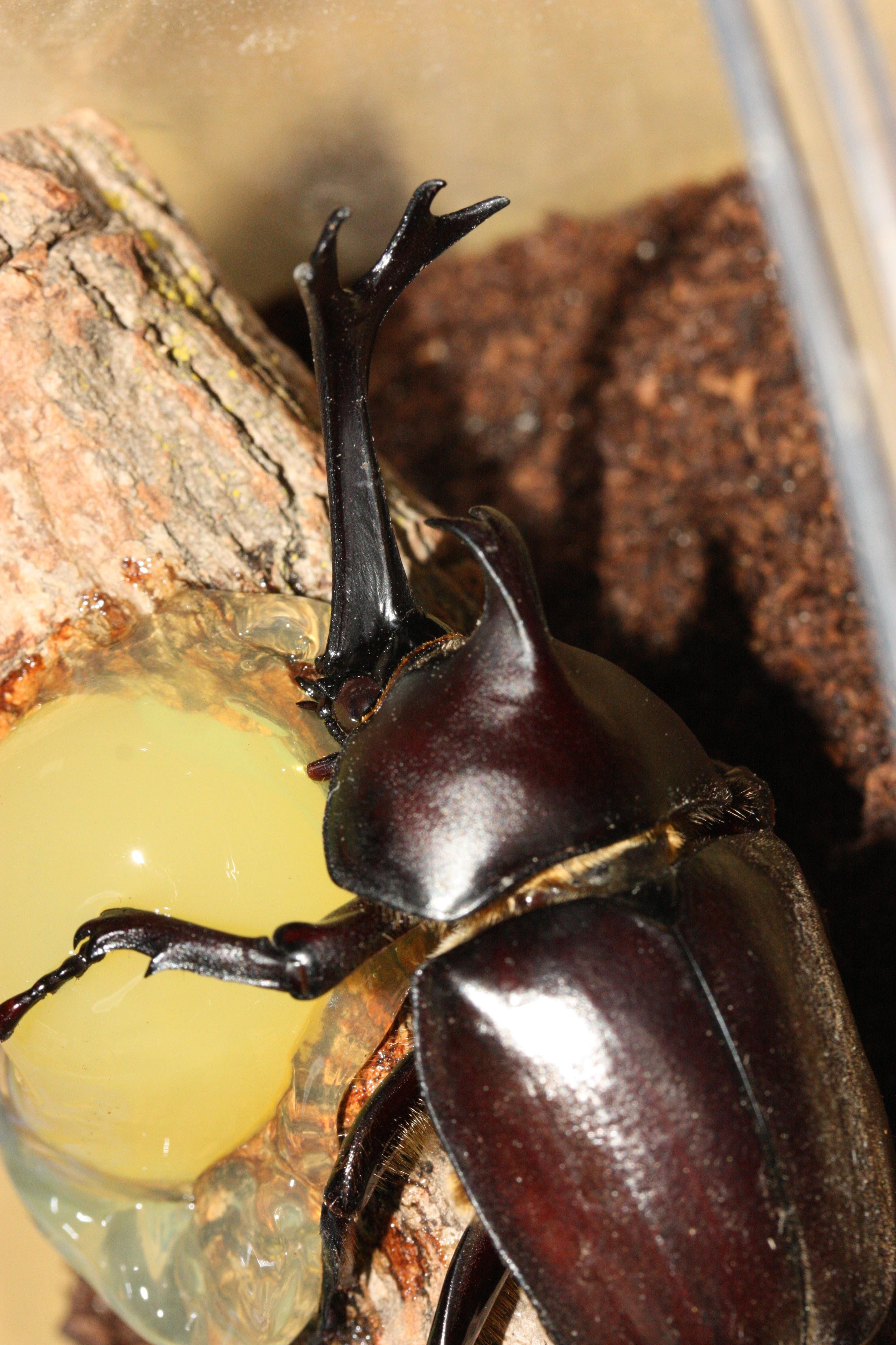 Male Japanese rhinoceros beetle, or kabutomushi (Helmholtzia glaberrima