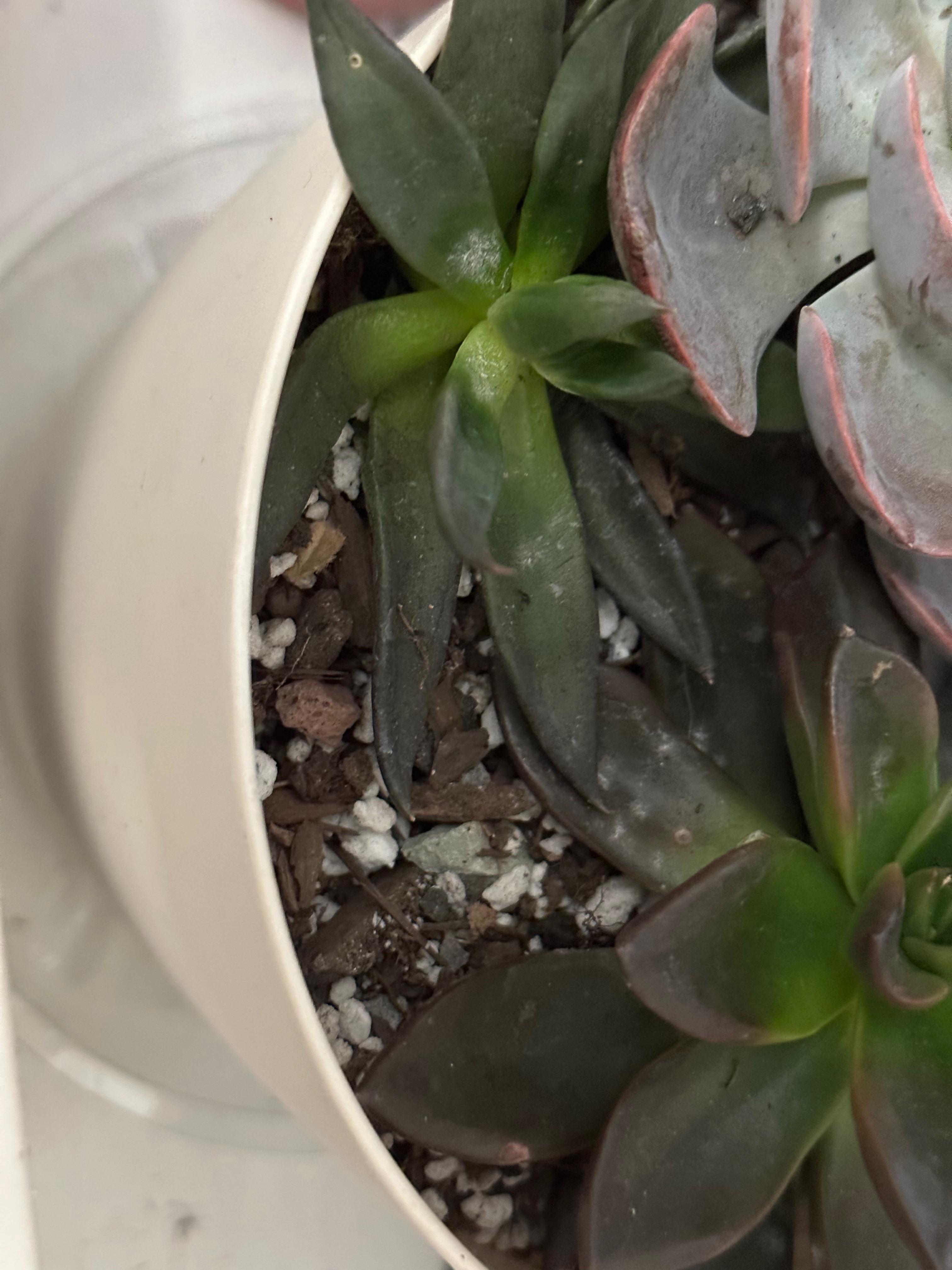 White powdery spots on succulent leaves? Doesn’t look like mealy bugs