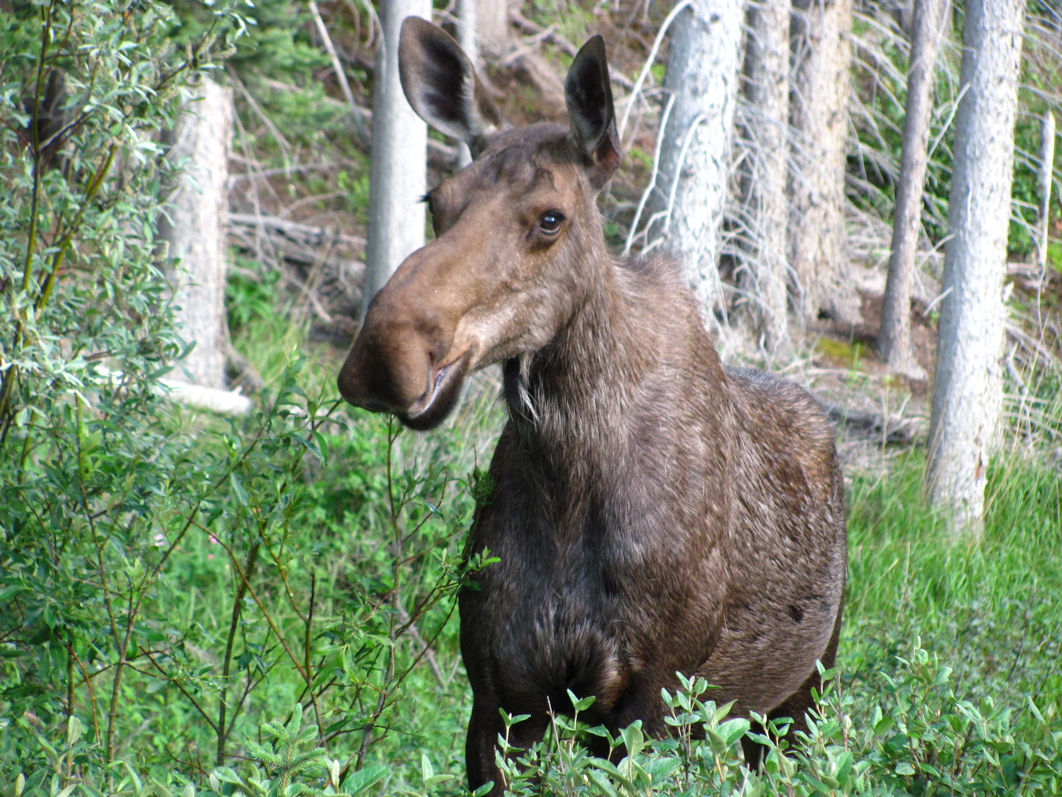 Rubber nose swamp donkey r/ProperAnimalNames