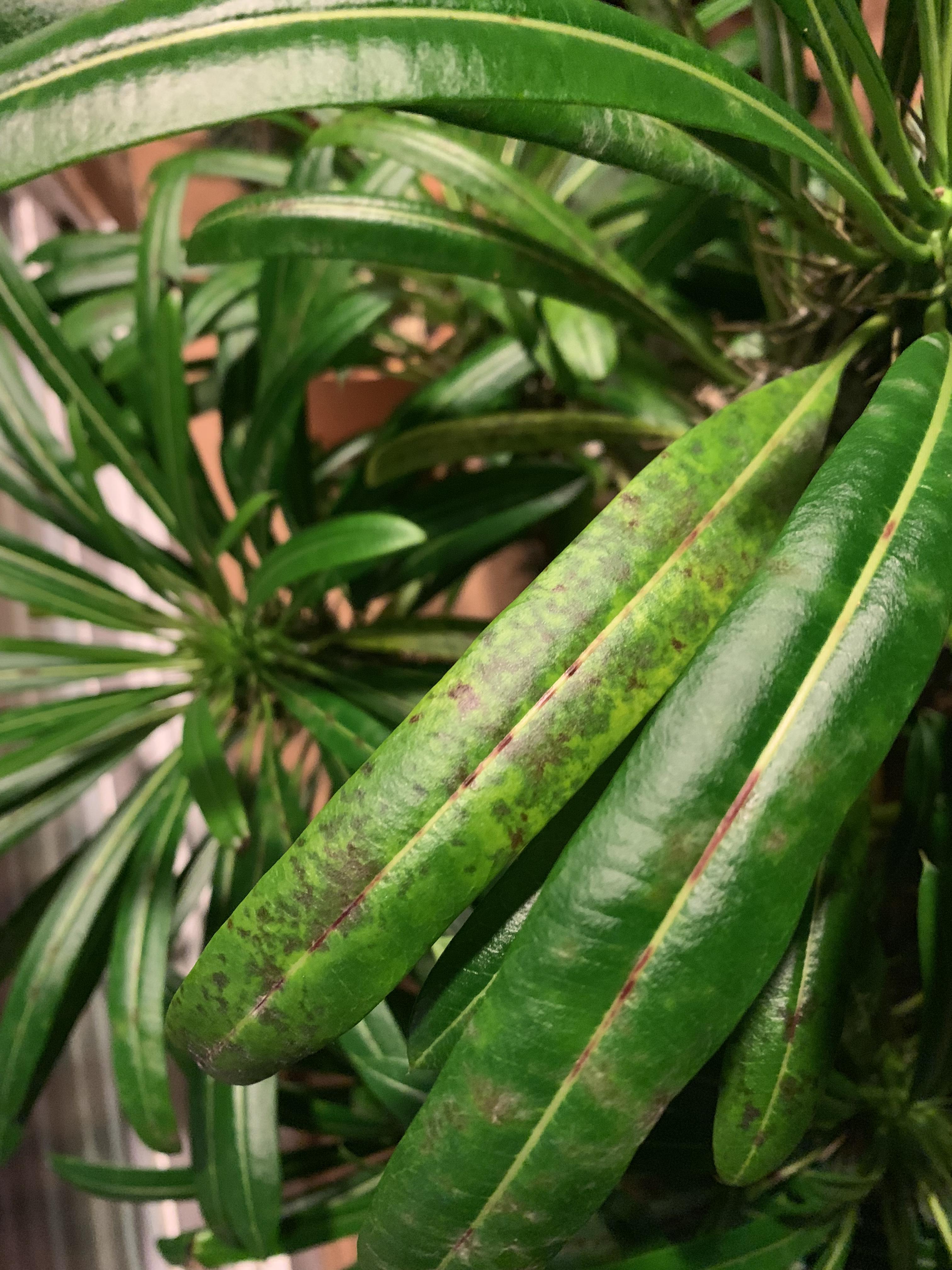 Not sure what is going on with one of my Madagascar palms. Multiple