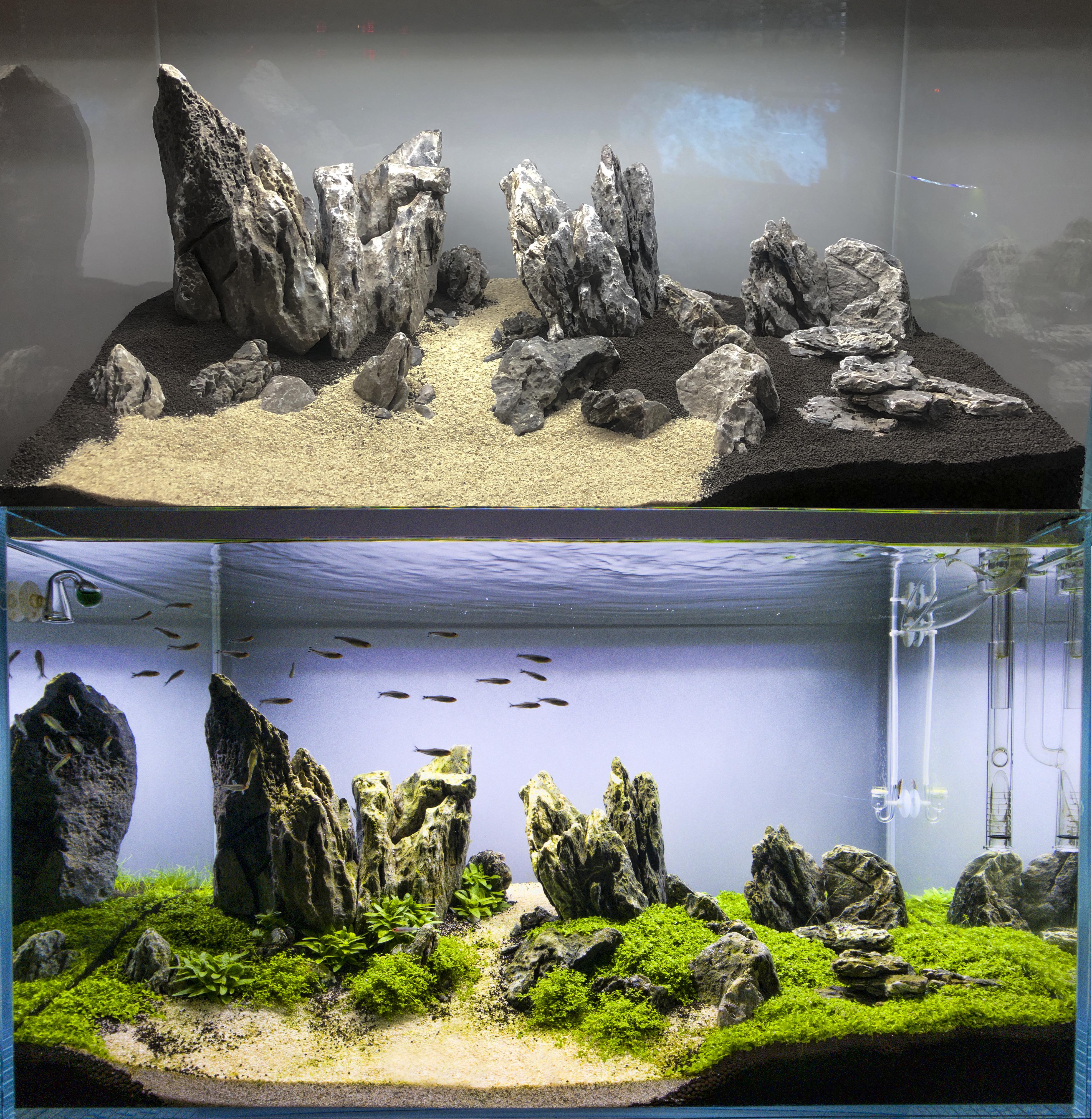 Before and after 1 month of growth in my Iwagumi tank