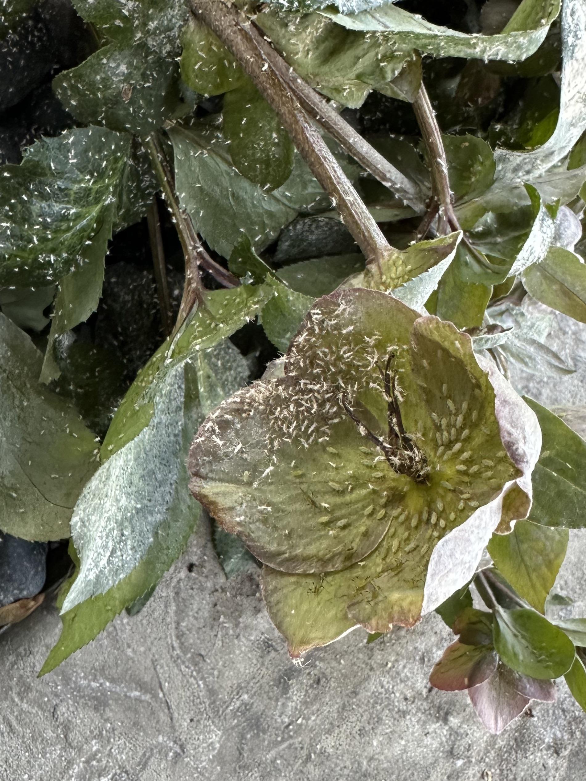 What’s killing my Lenten Rose bush? r/whatsthisbug