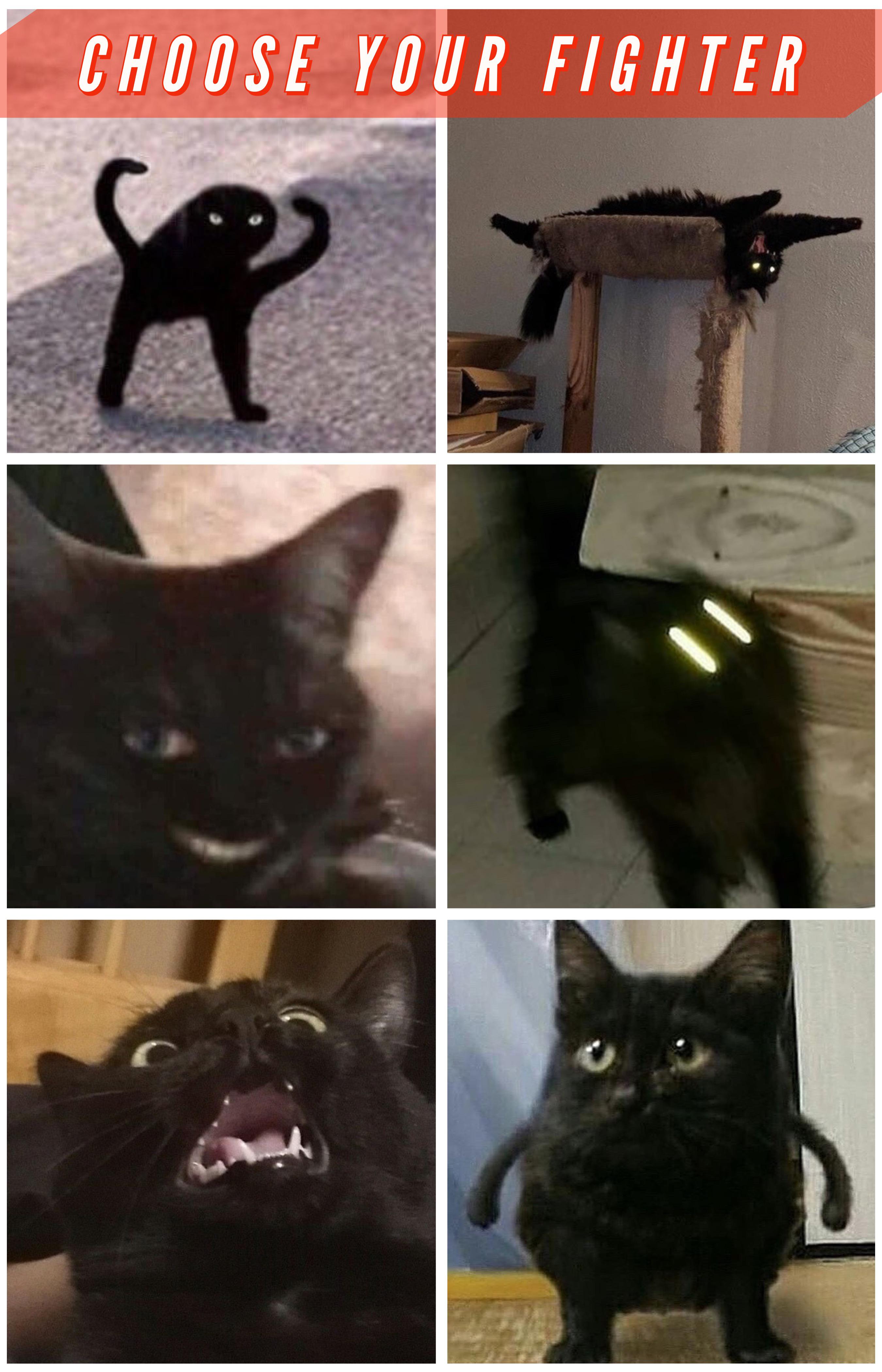 Choose your cursed cat r/ChooseYourFighter