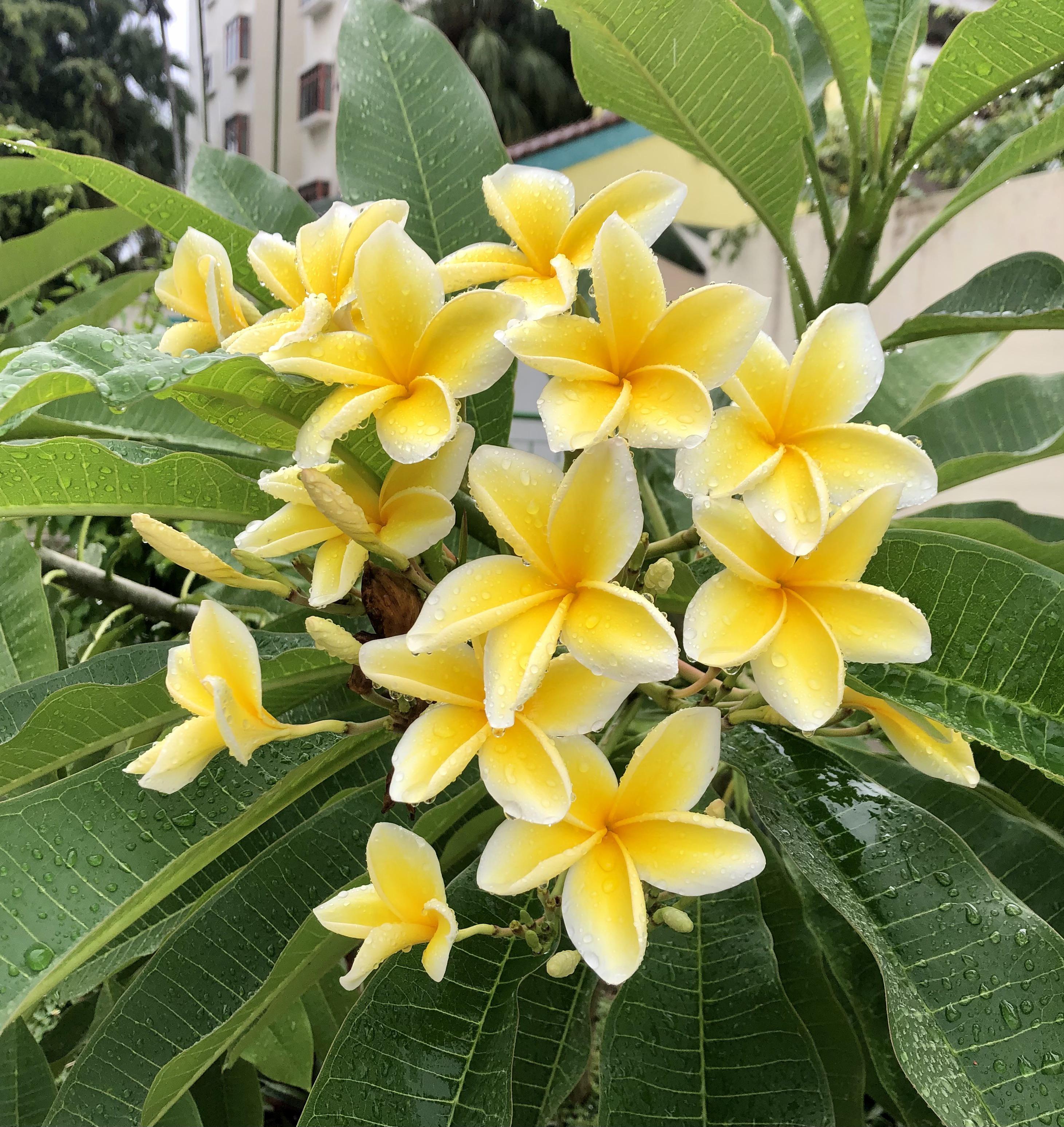 Yellow frangipani, 𝘗𝘭𝘶𝘮𝘦𝘳𝘪𝘢 sp. [OC] [2922x3095] r/BotanicalPorn