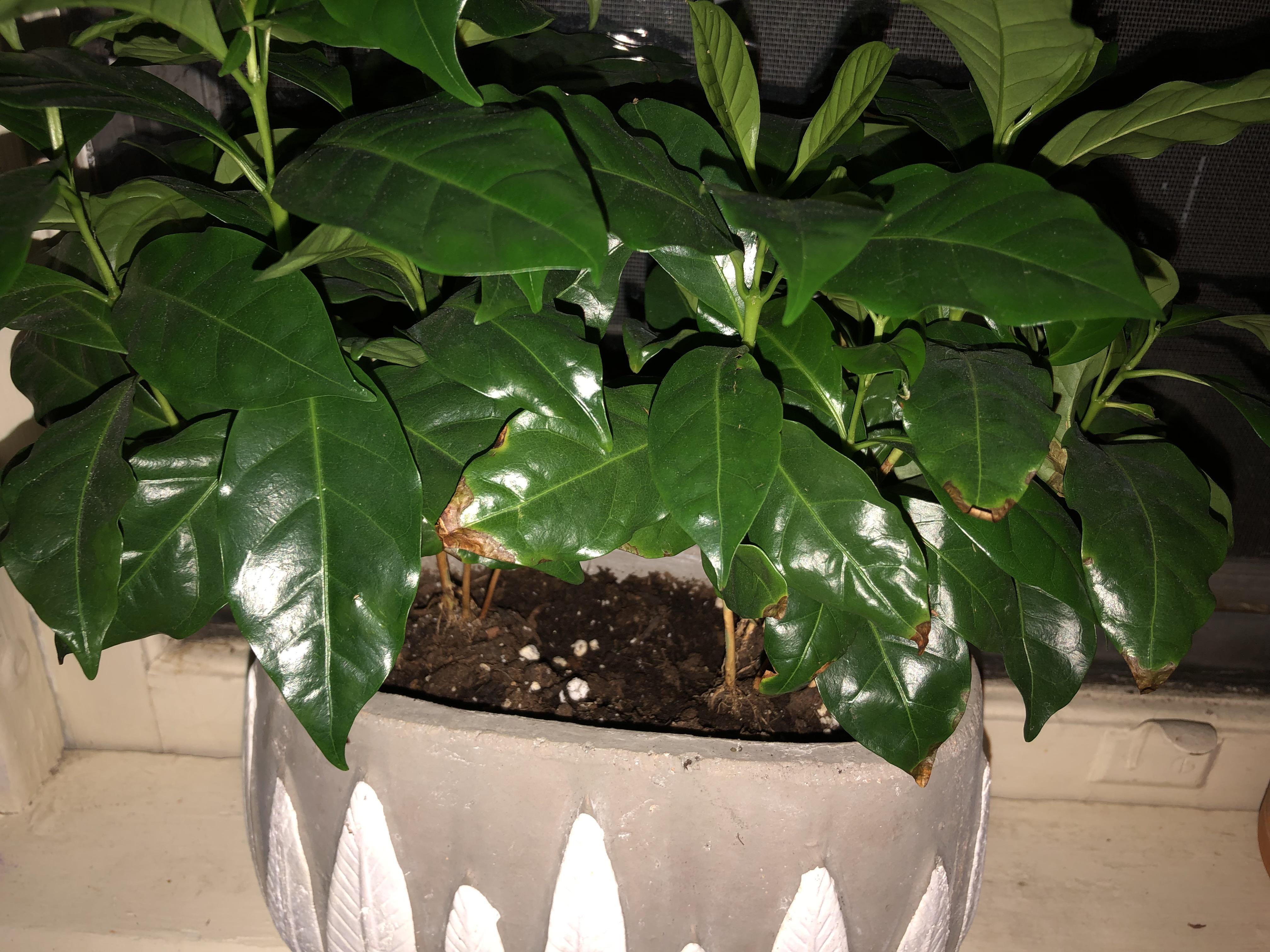 Some of the leaves of my coffee plant are turning brown. I noticed the