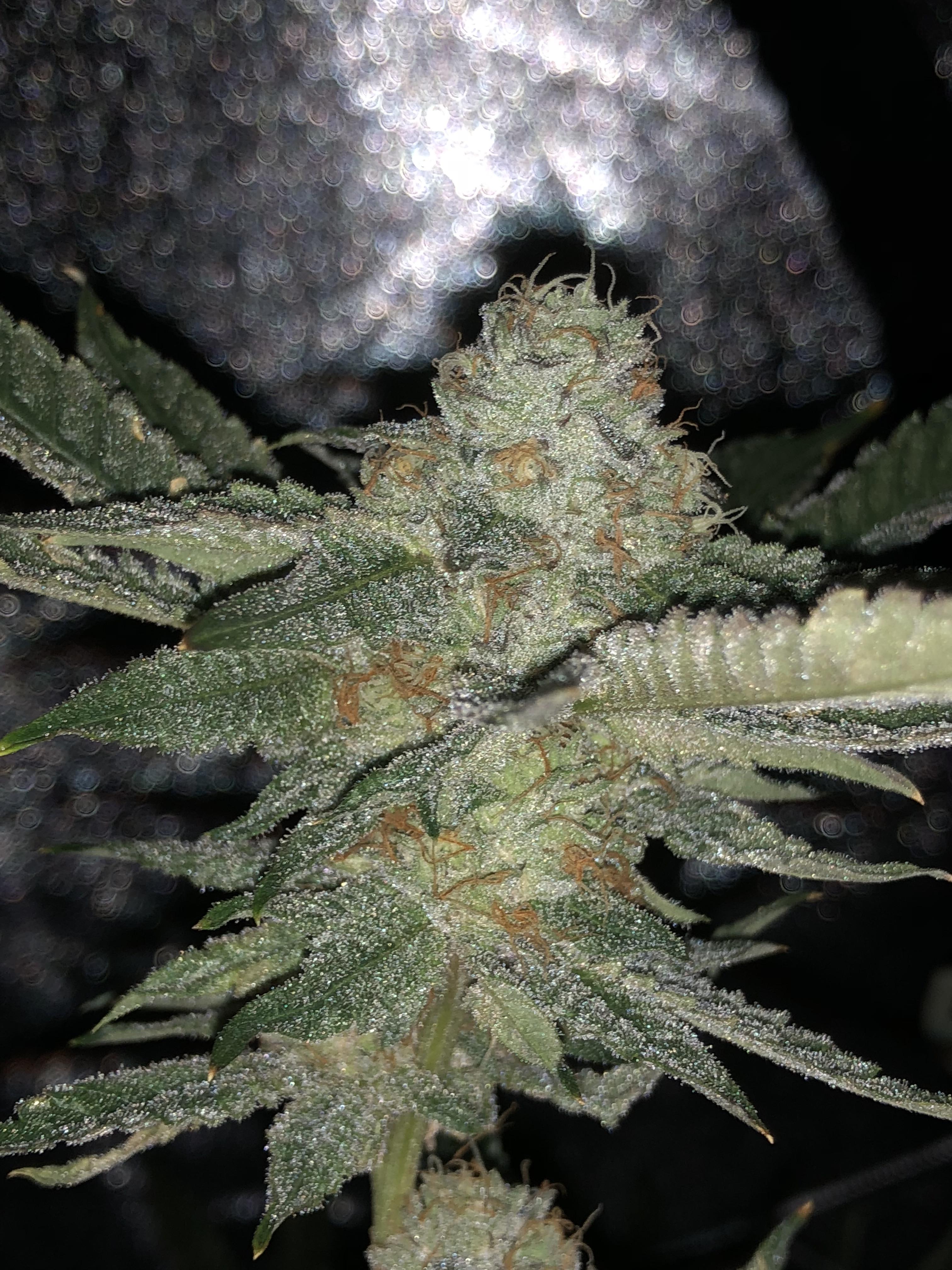 Ice cream cake strain grow journal 251291Ice cream cake strain grow