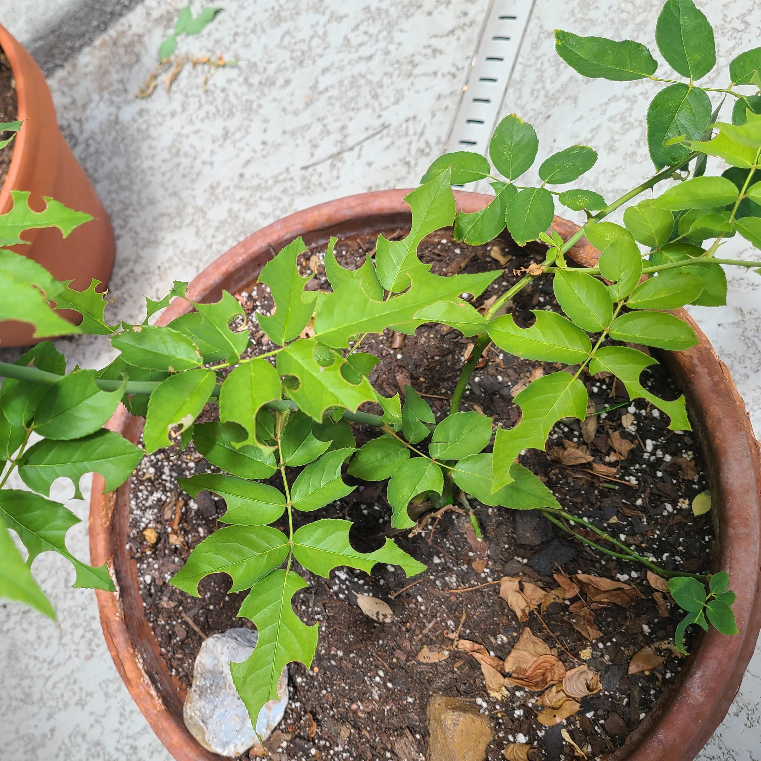 What pest is eating my roses?! r/pestcontrol