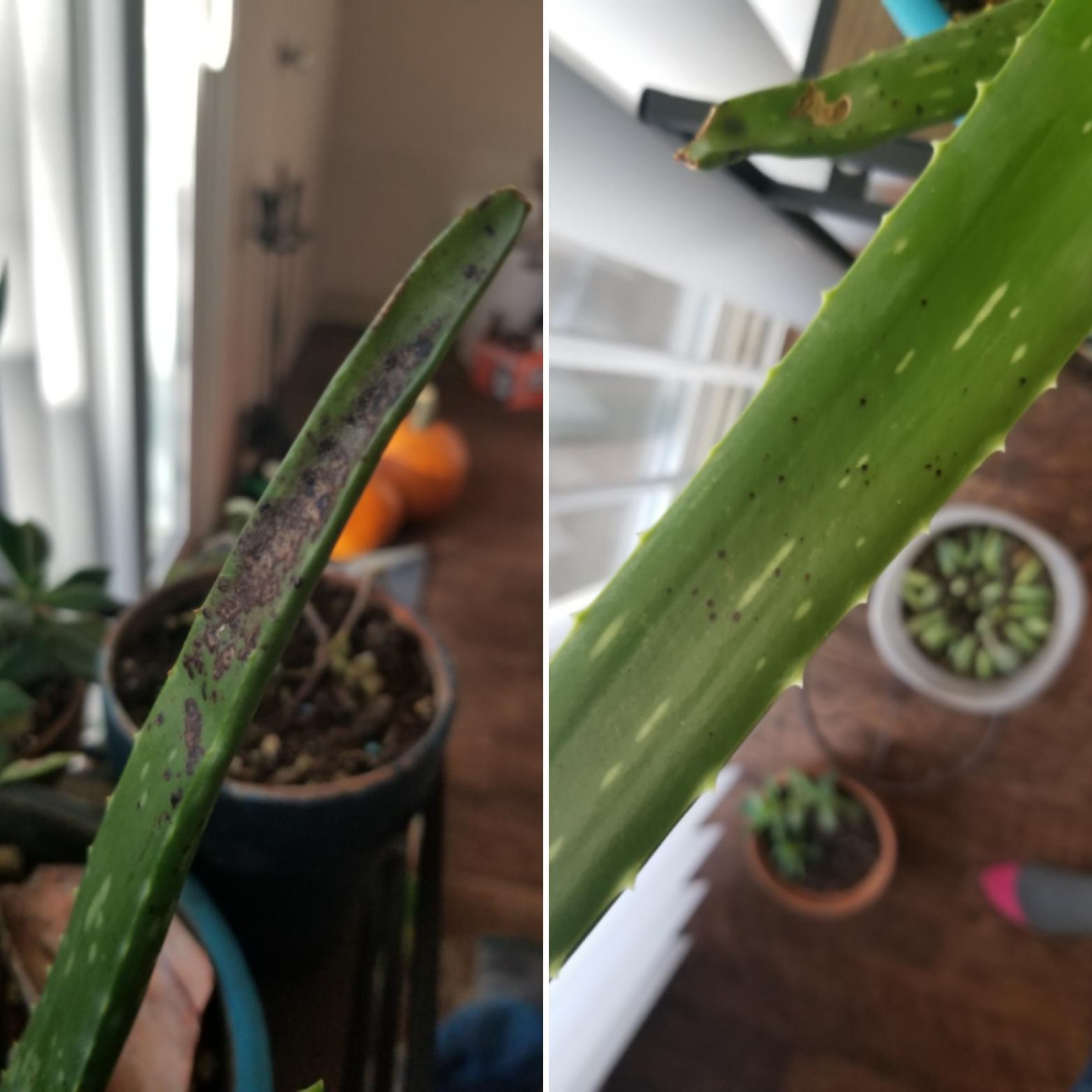 Can someone help me out with my aloe vera? This leaf has exhibited this