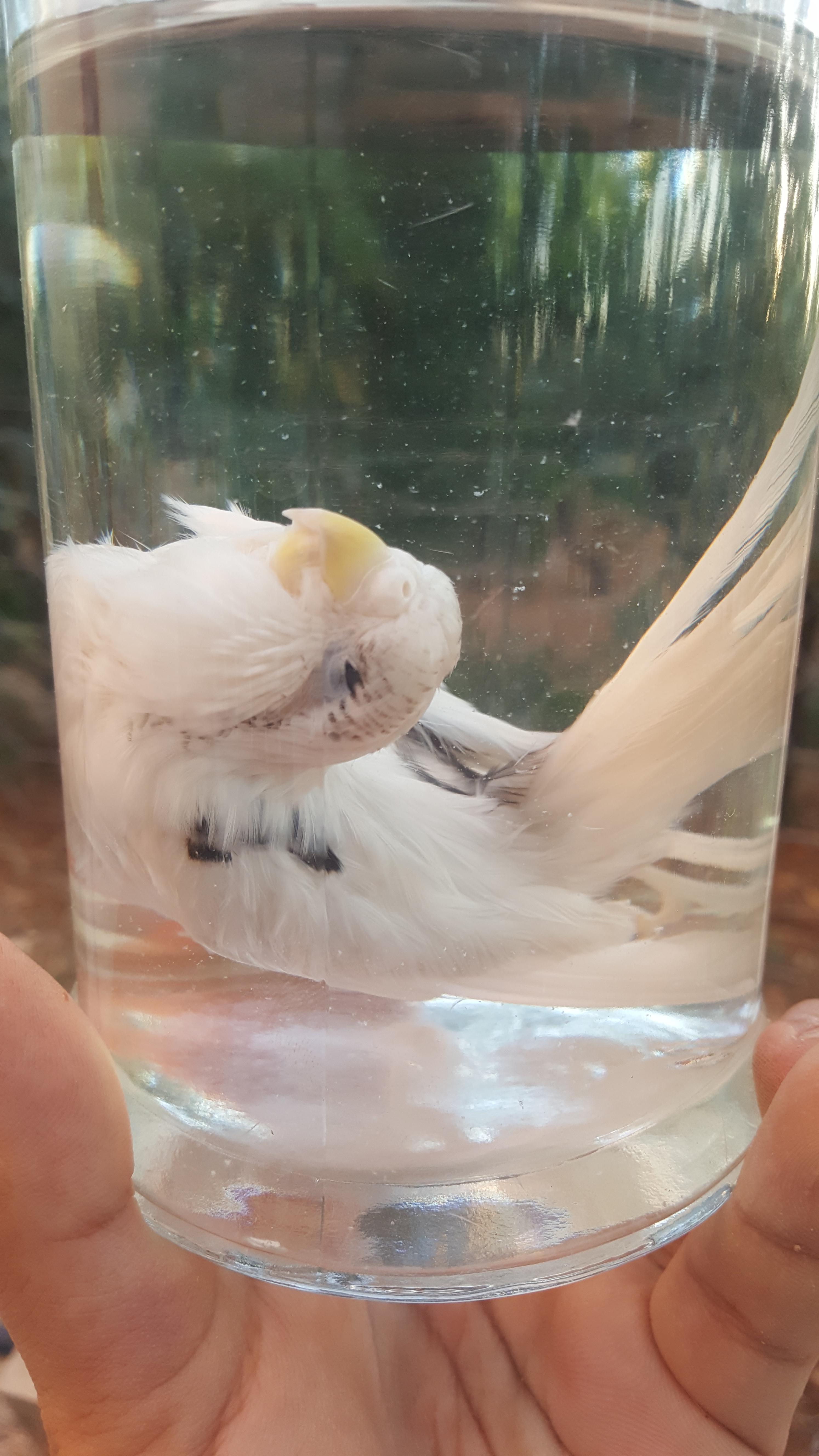 I lost my beloved birb. I got so afraid to lose her forever so I tried