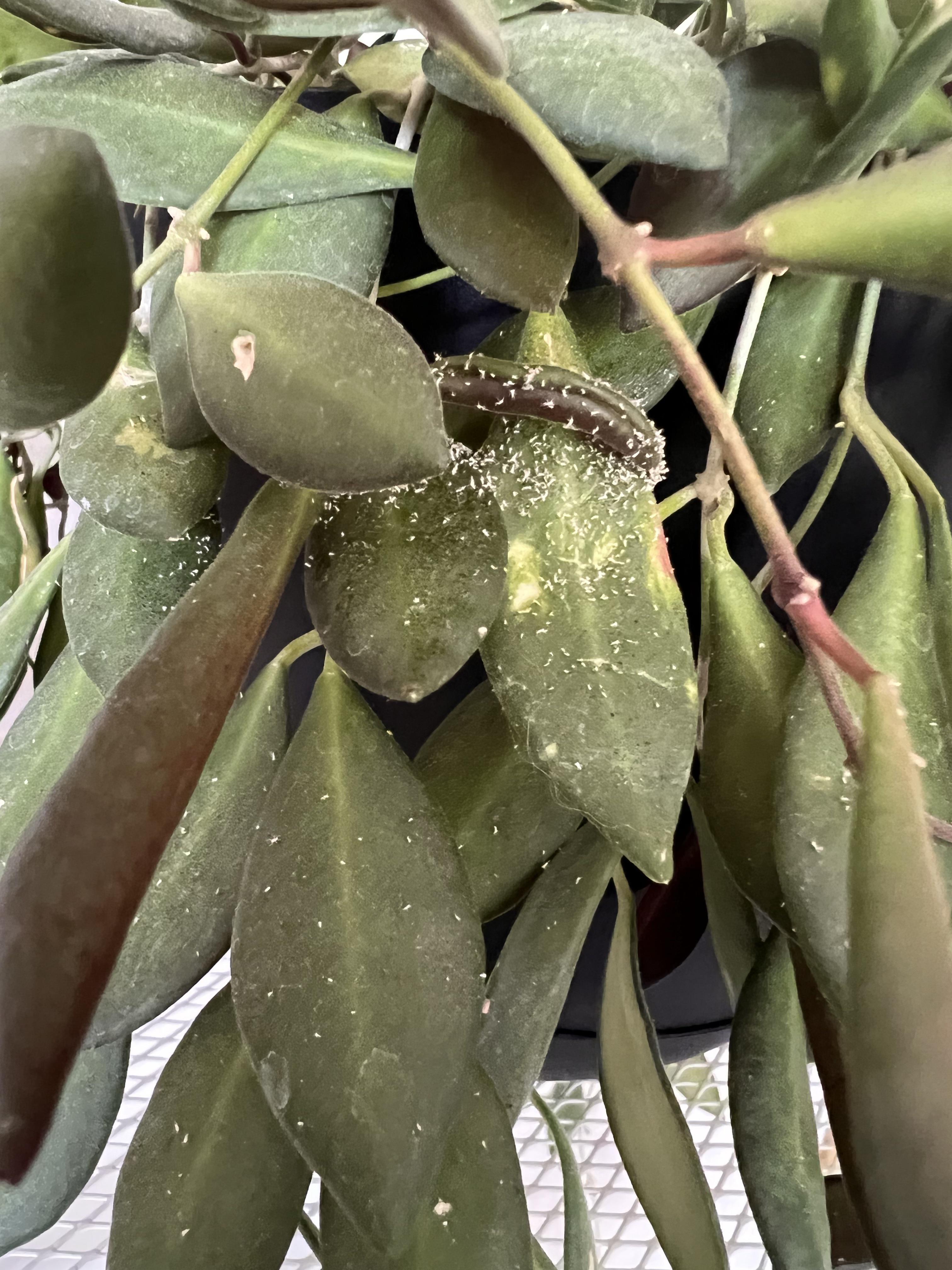 Help! Anyone know what these white specks are on my Hoya?! r/houseplants