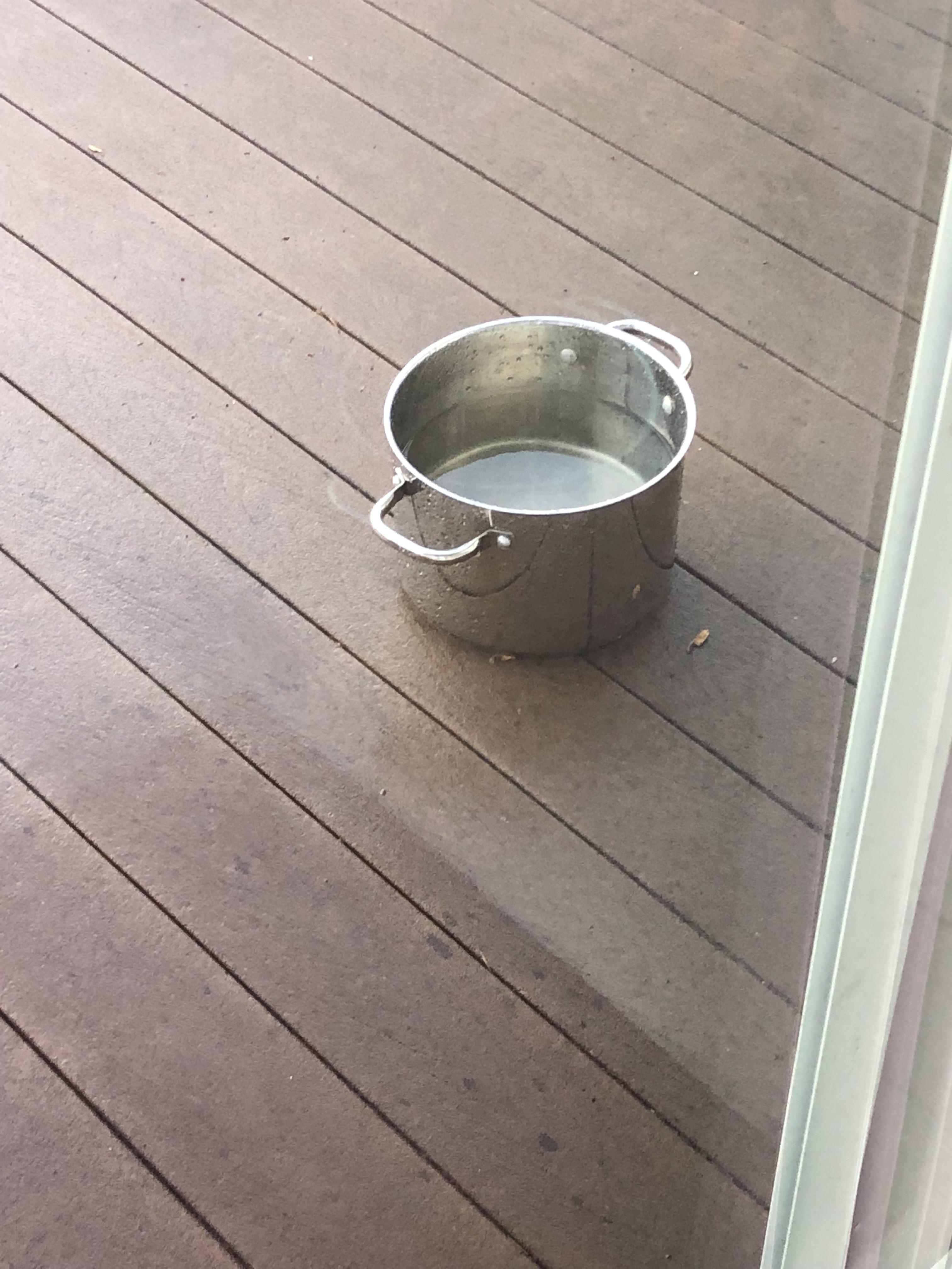 My friend had a bucket of rainwater on their patio and I instantly
