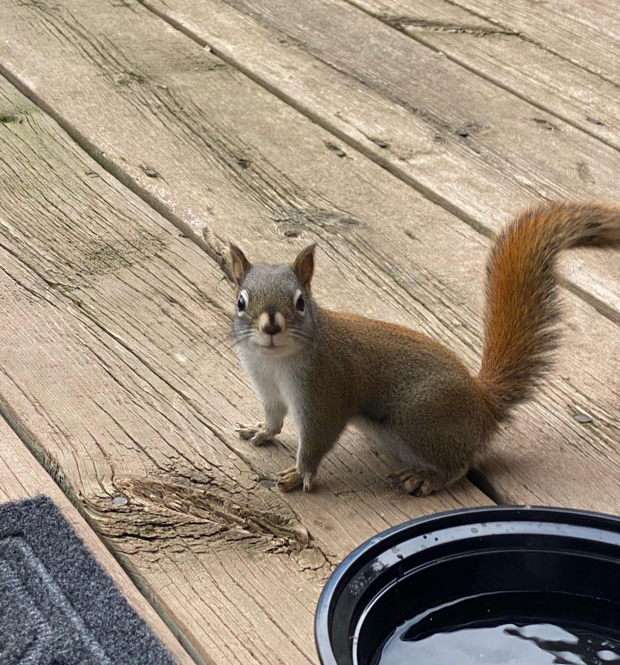 Little Red r/squirrels
