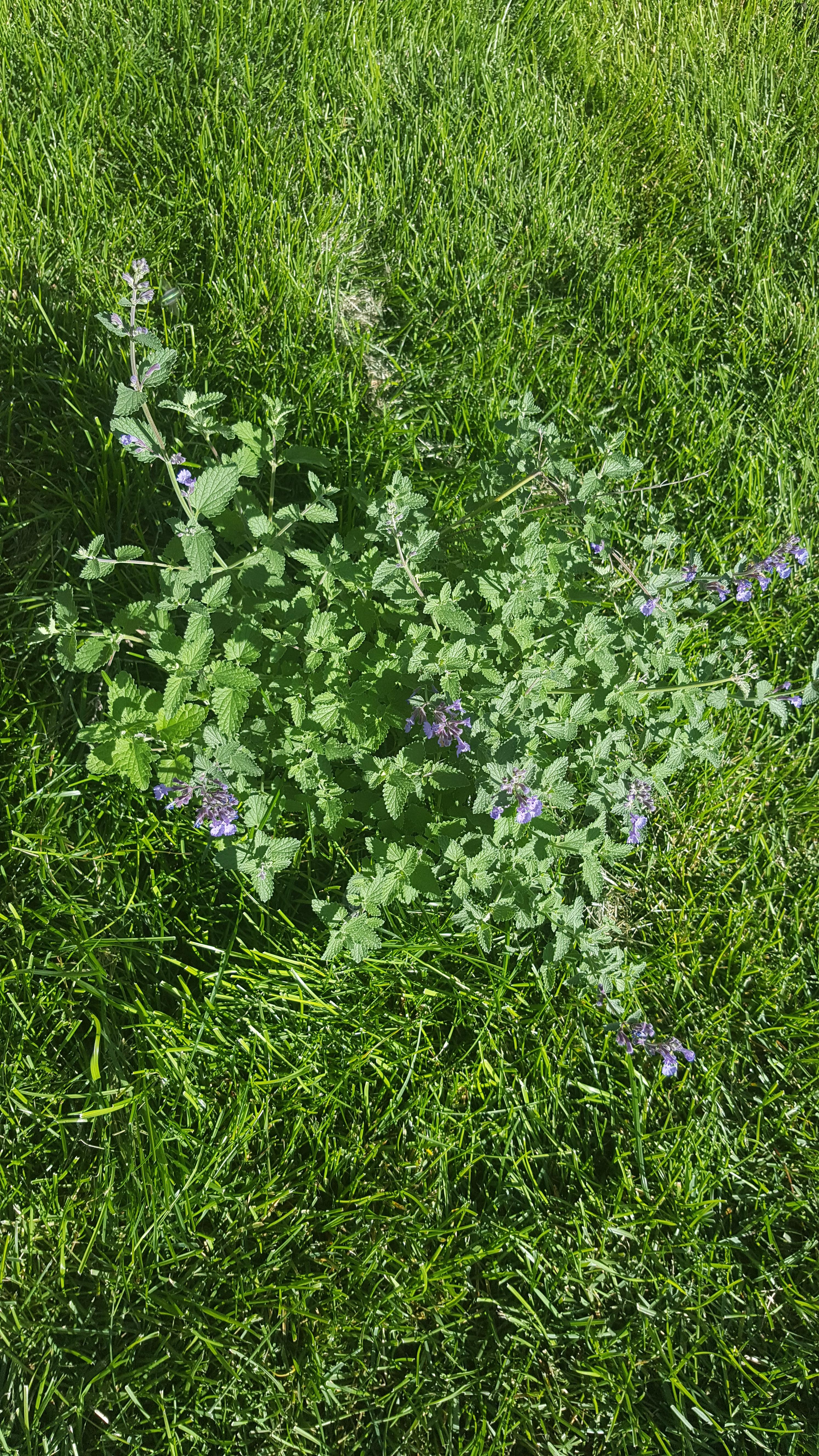 We live in Northern Canada Mom said this plant is lavender but wasn't