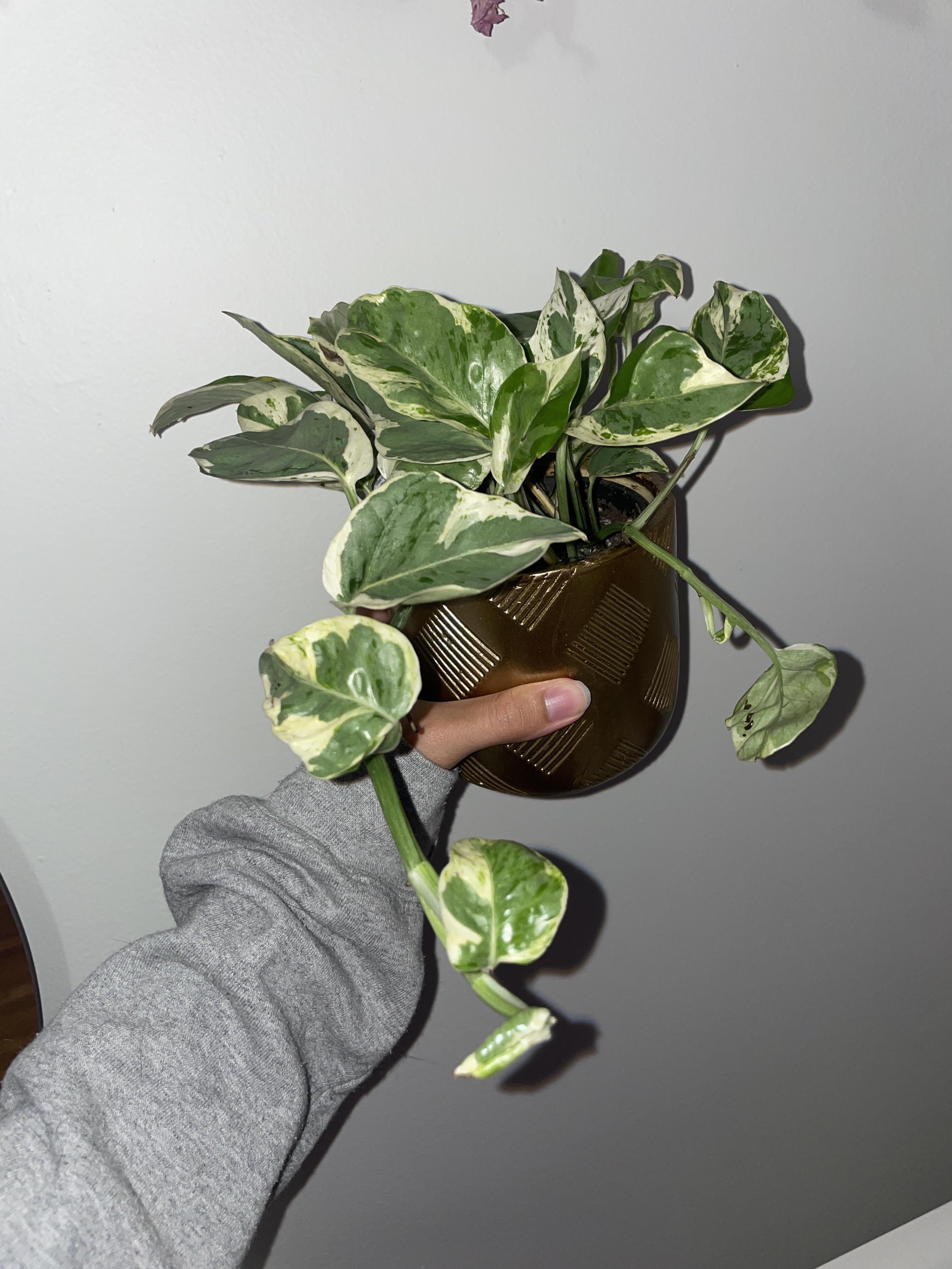 Got this for free today with coupons! Another wishlist plant off the