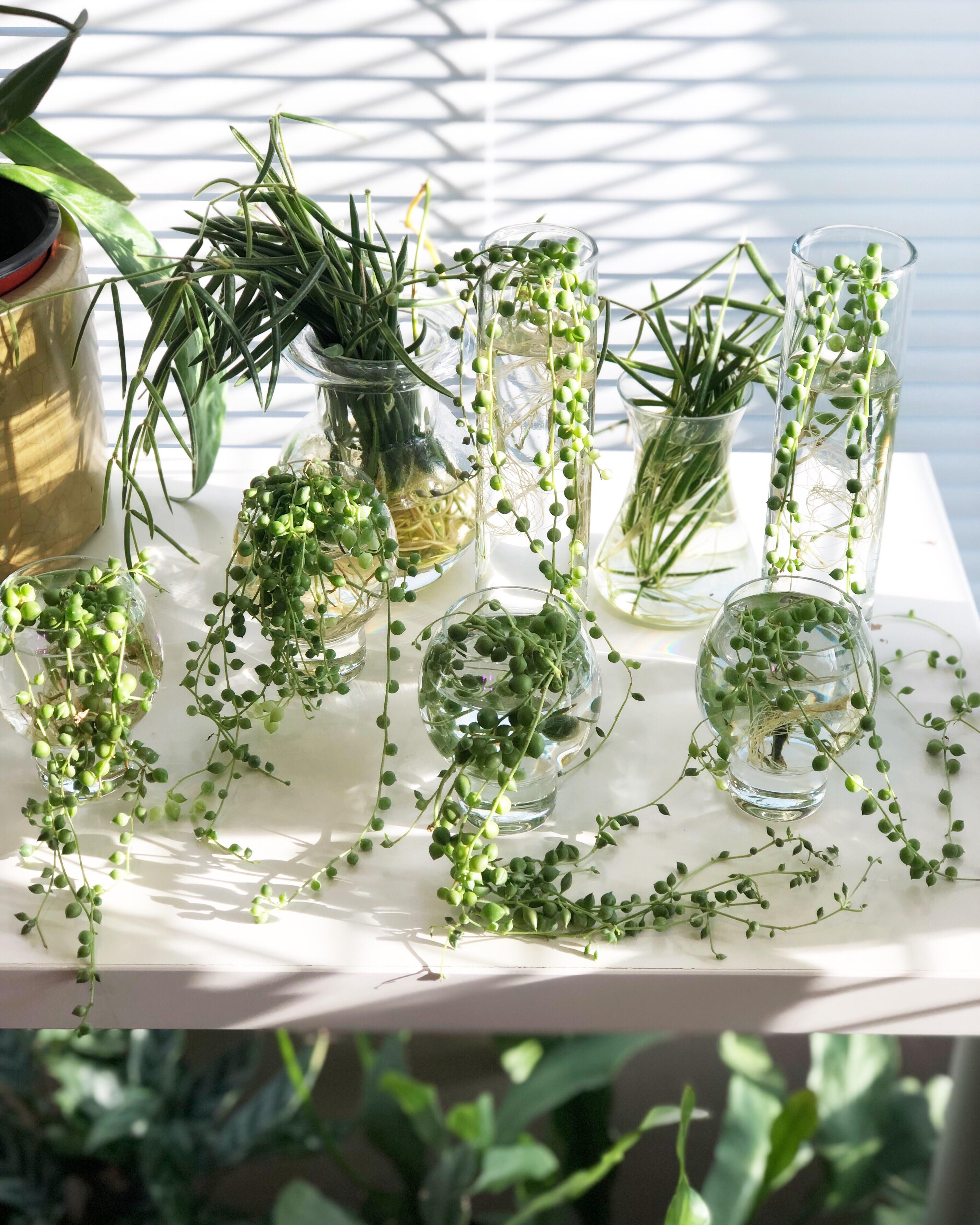 Water propagating Senecio rowleyanus (String of Pearls) 