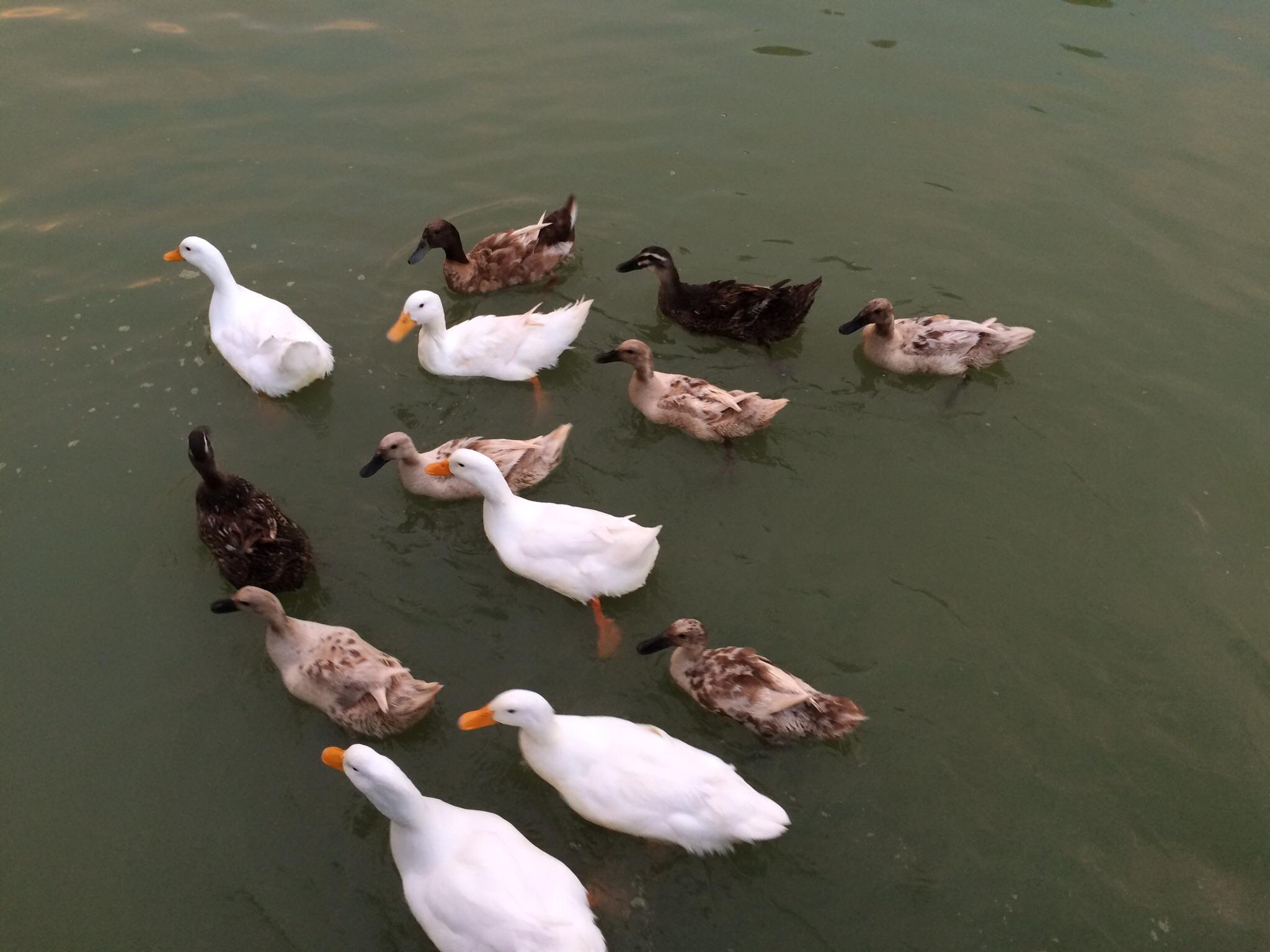 My organized ducks swimming in formation r/duck