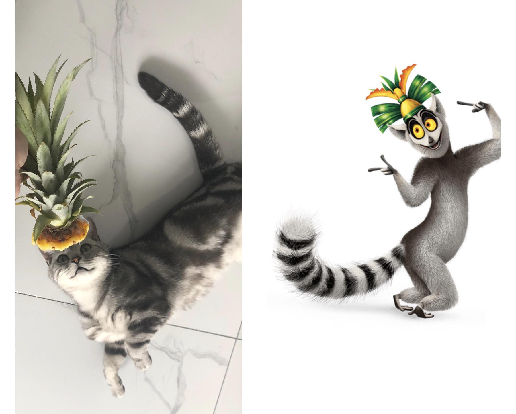 My fiancée took this pic while holding the top of a pineapple over our cat’s head. I instantly