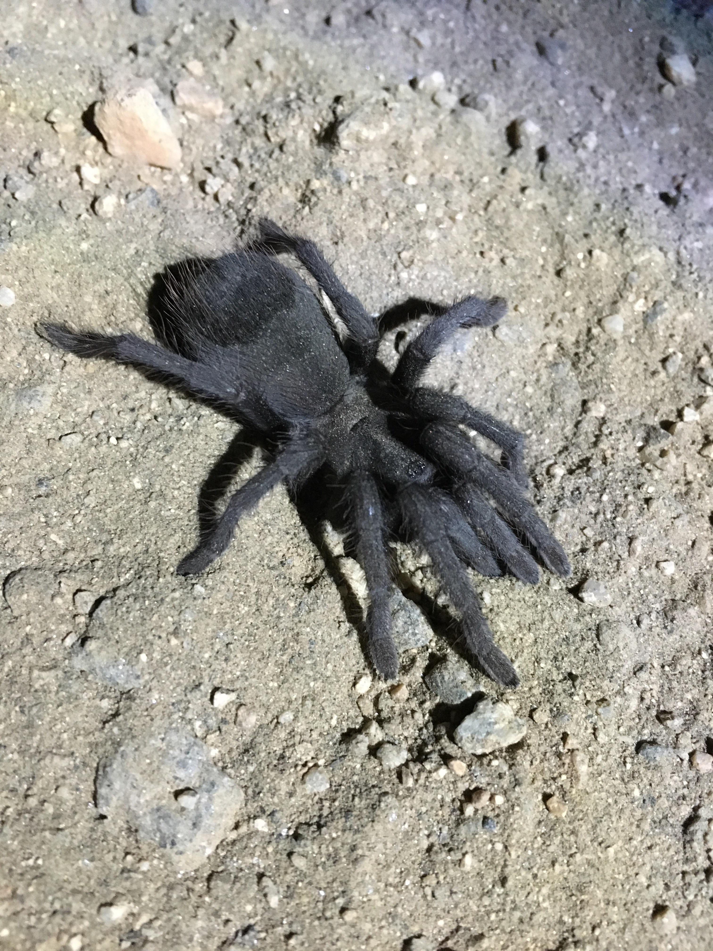 Juvenile Tarantula (3 inches long), Pasadena, CA r/spiders