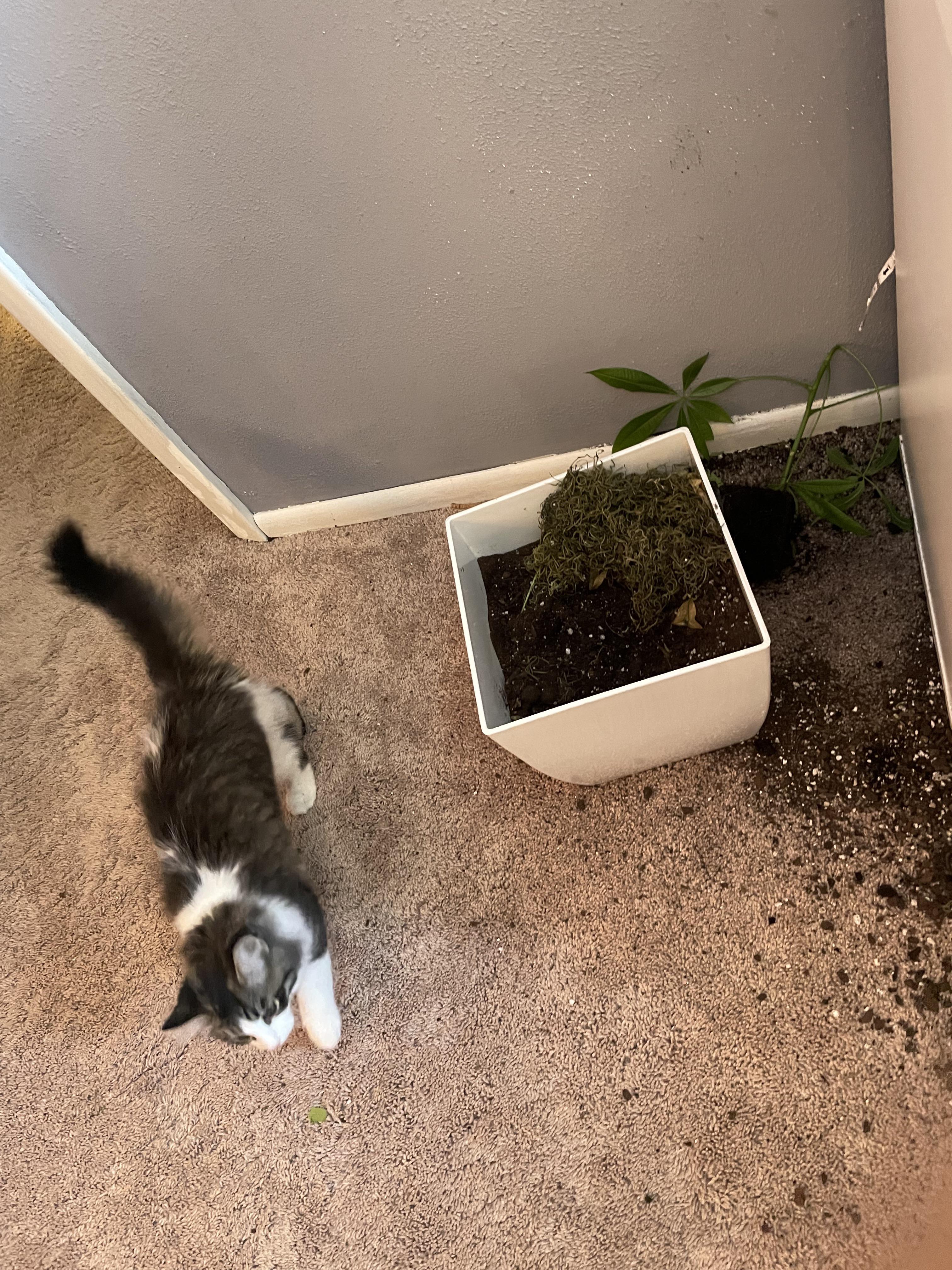Get a cat, they said…. r/houseplants