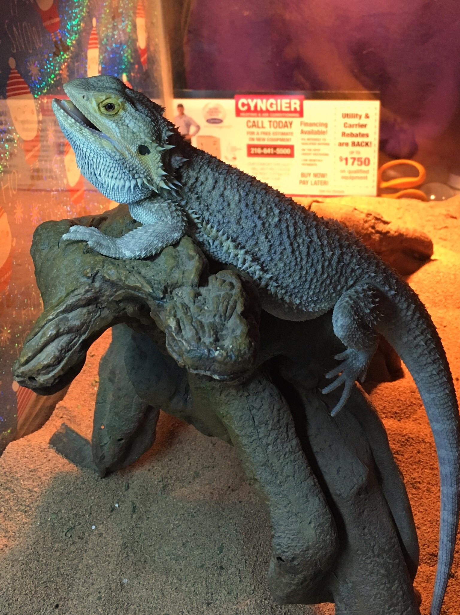 Sunbathing jeans at the end of the bath, lucky people! pregnant dragon