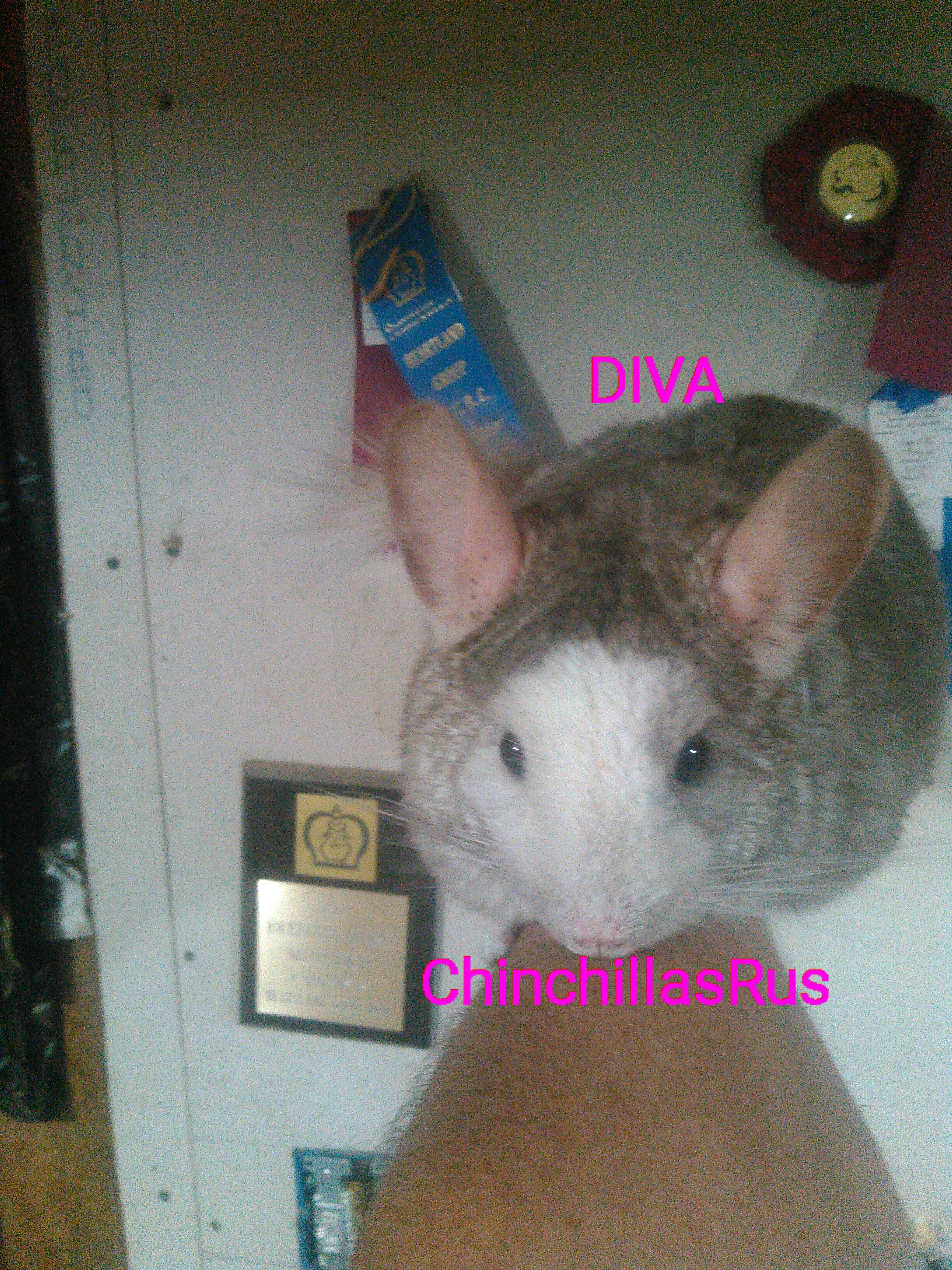 The Kentucky and Indiana news channel famous Diva a ChinchillasRus bred