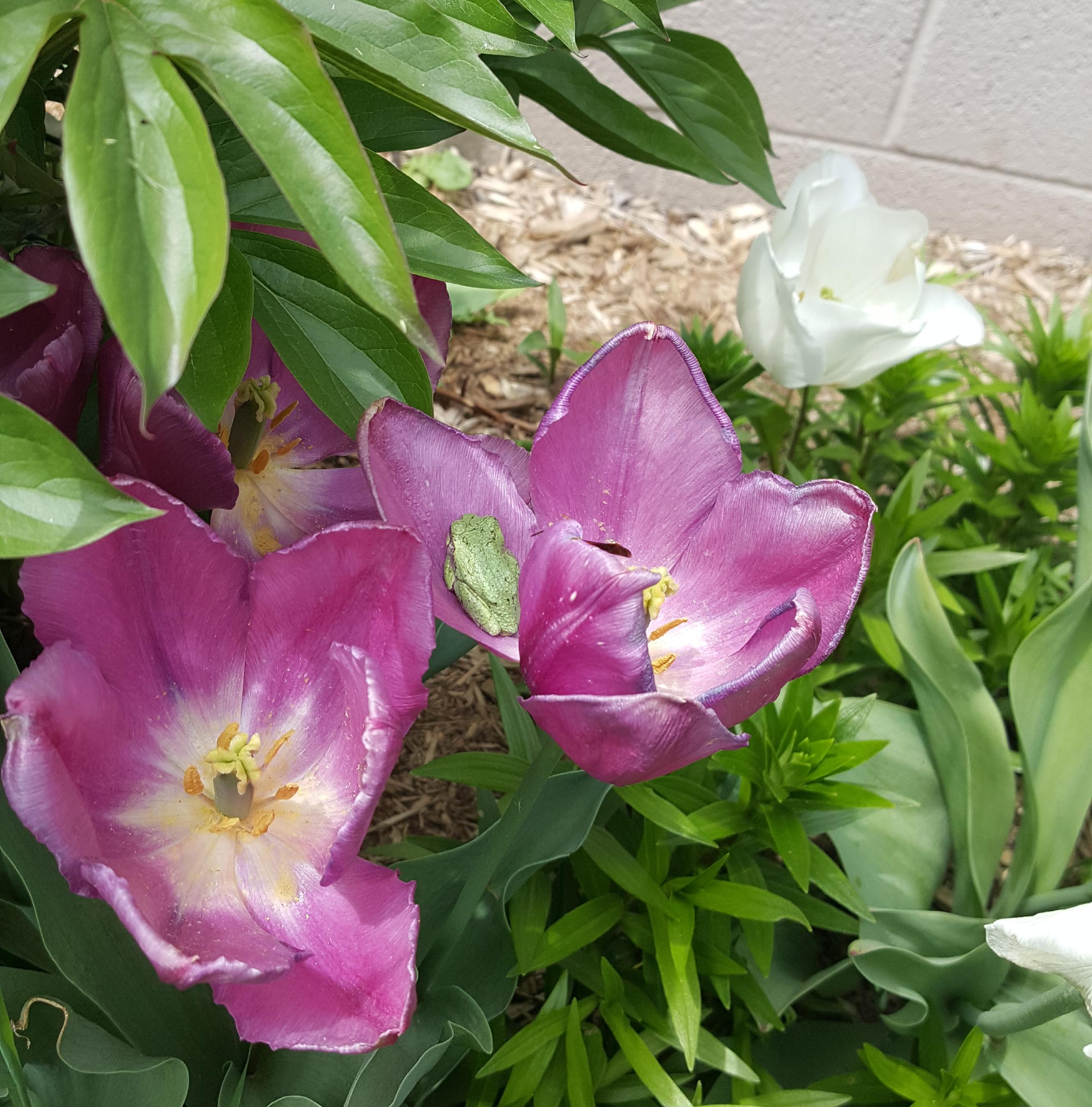 I found a friend in my mom's tulips! r/gardening