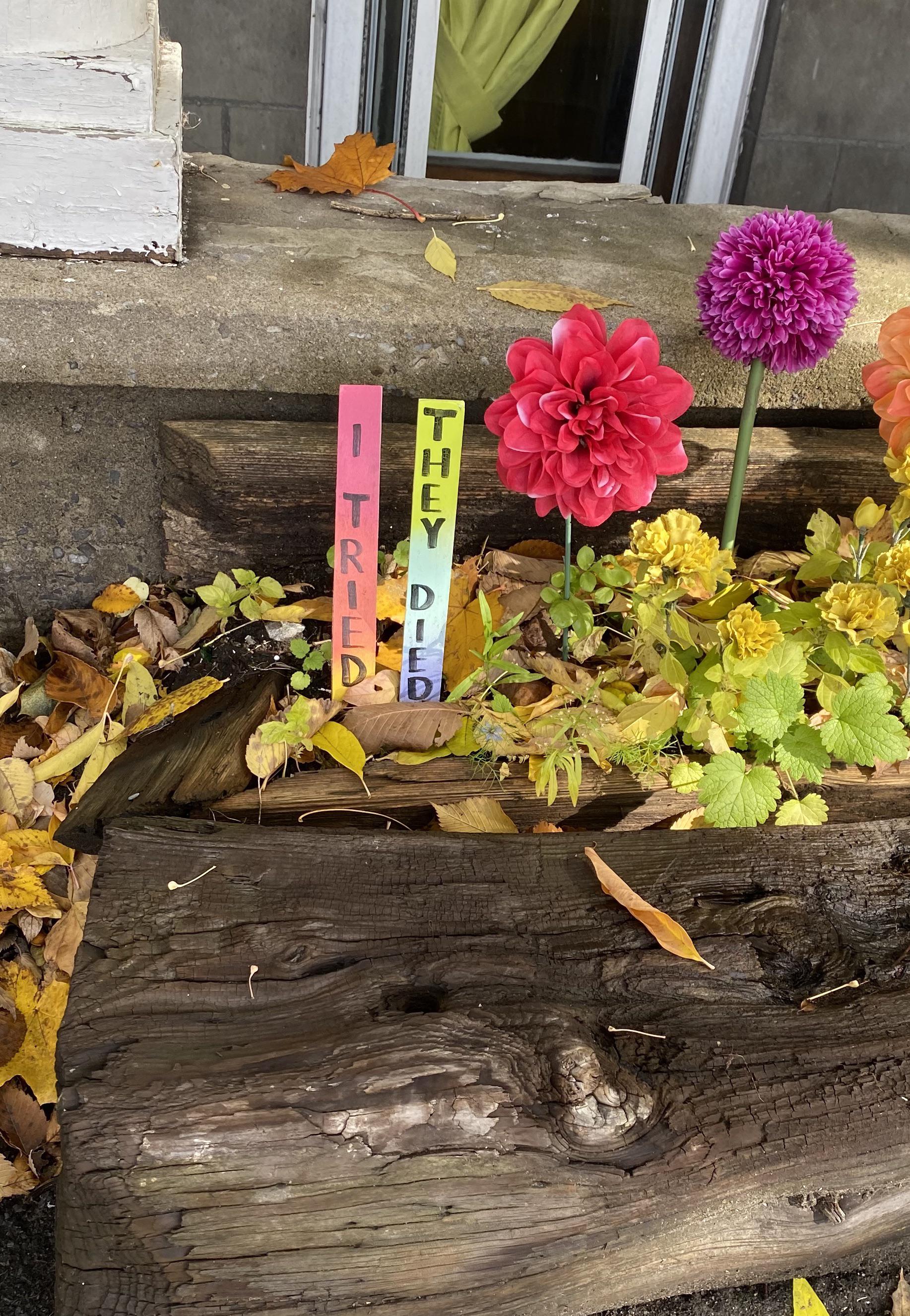 Spotted in a porch front garden on Bronson r/ottawaplants