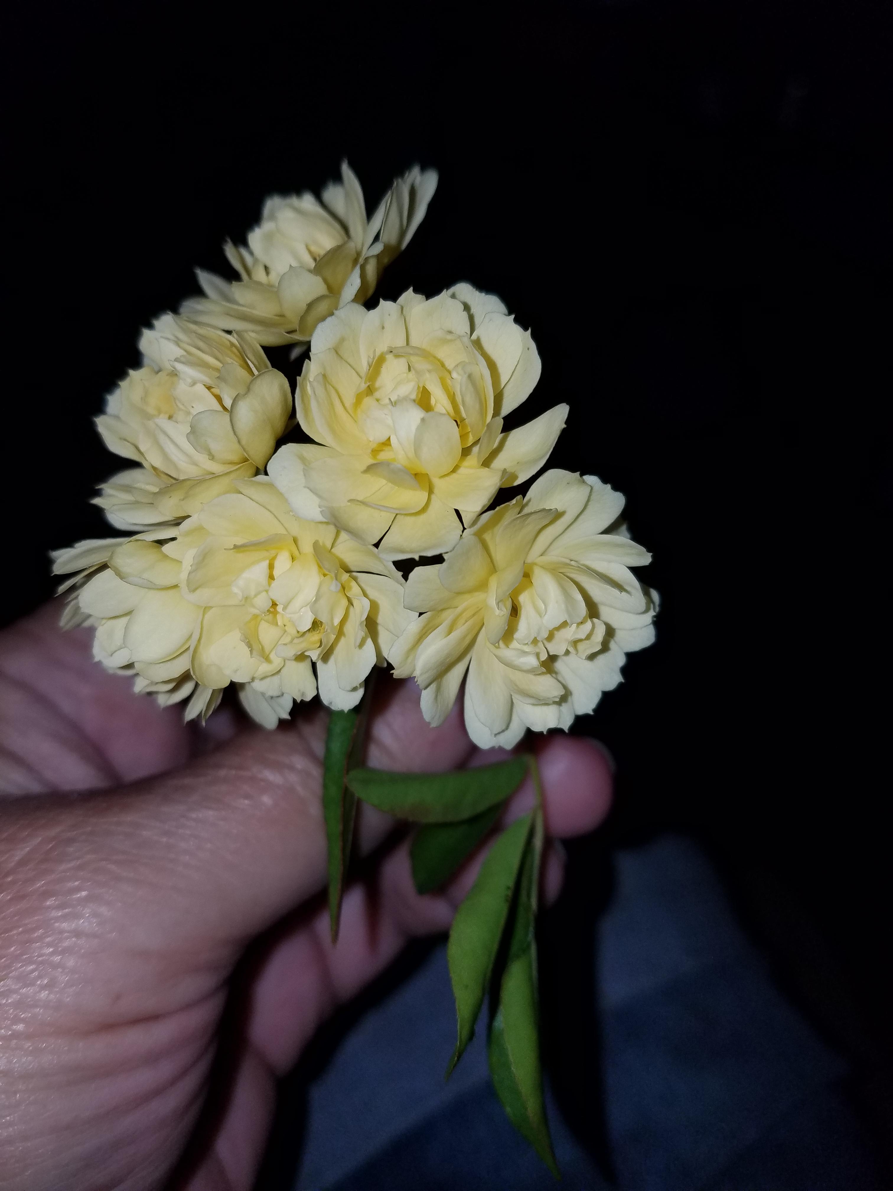 Pretty pale yellow flowers, from a plant in Southern California r
