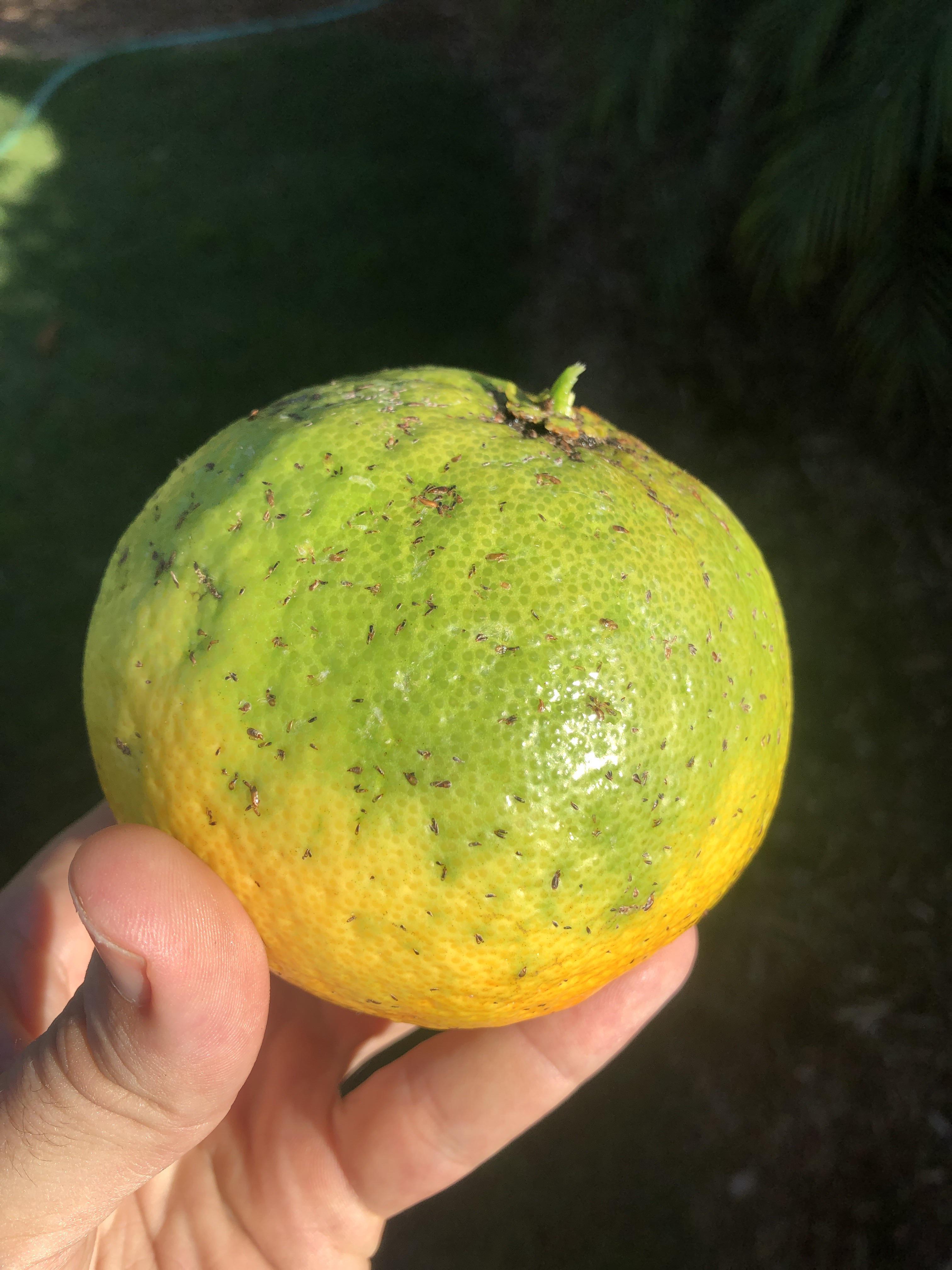 Help me identify these small brown spots on my Valencia Oranges r