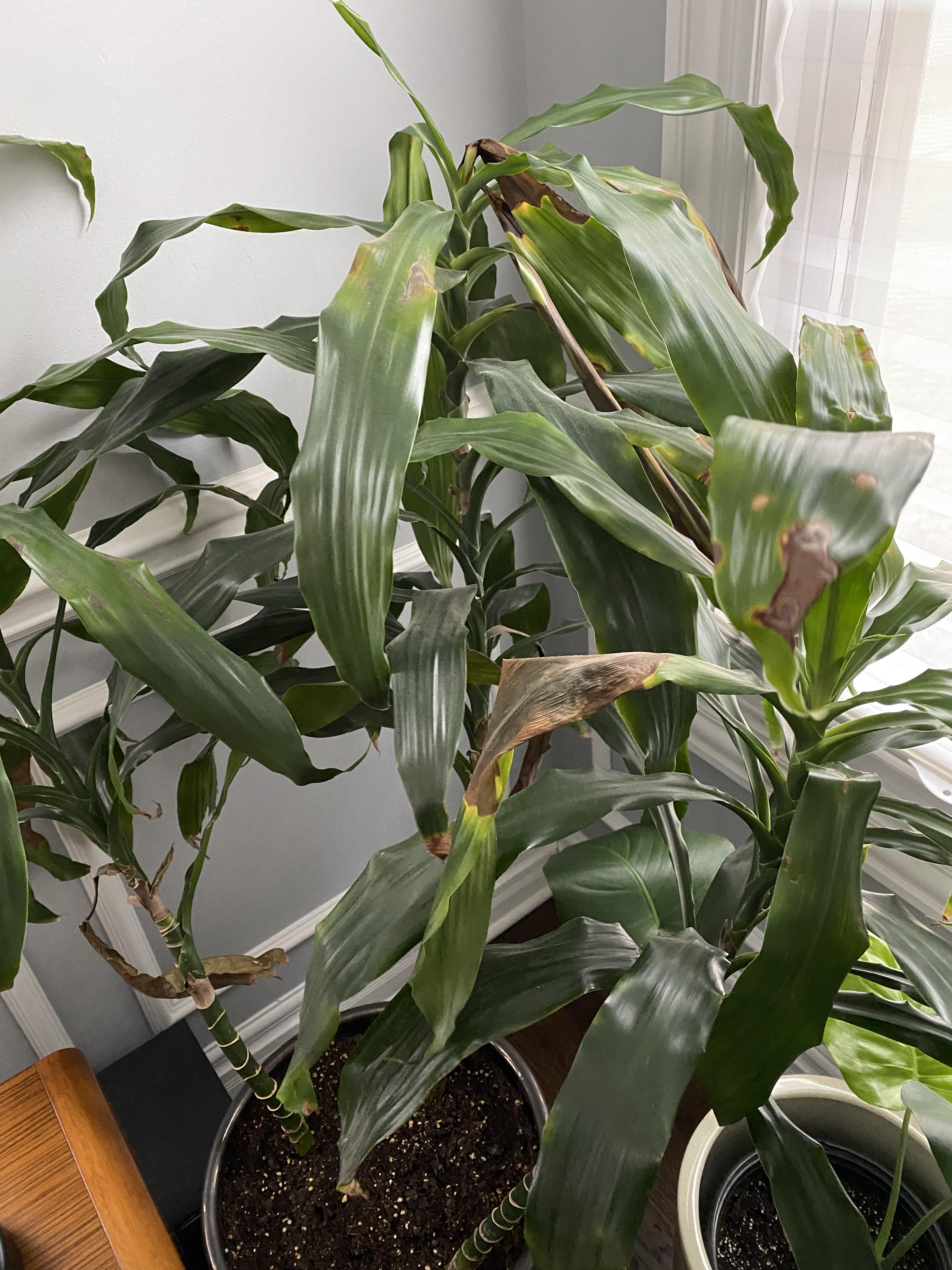 What’s causing my corn plants leaves to brown? r/plantclinic