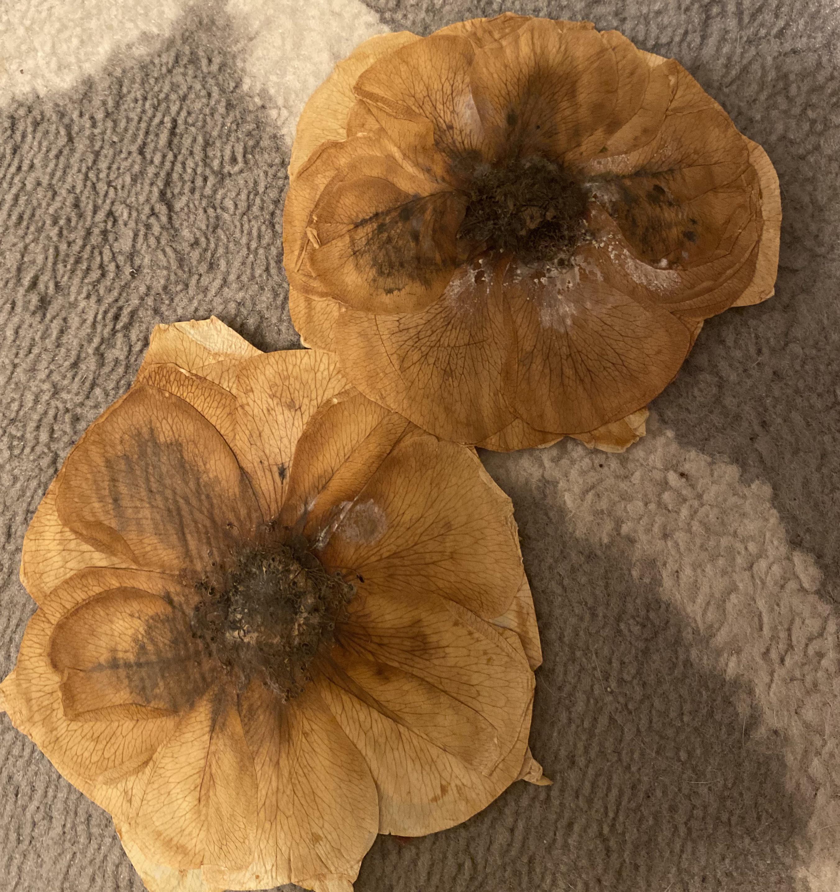 Moldy pressed flowers ;( r/MoldlyInteresting
