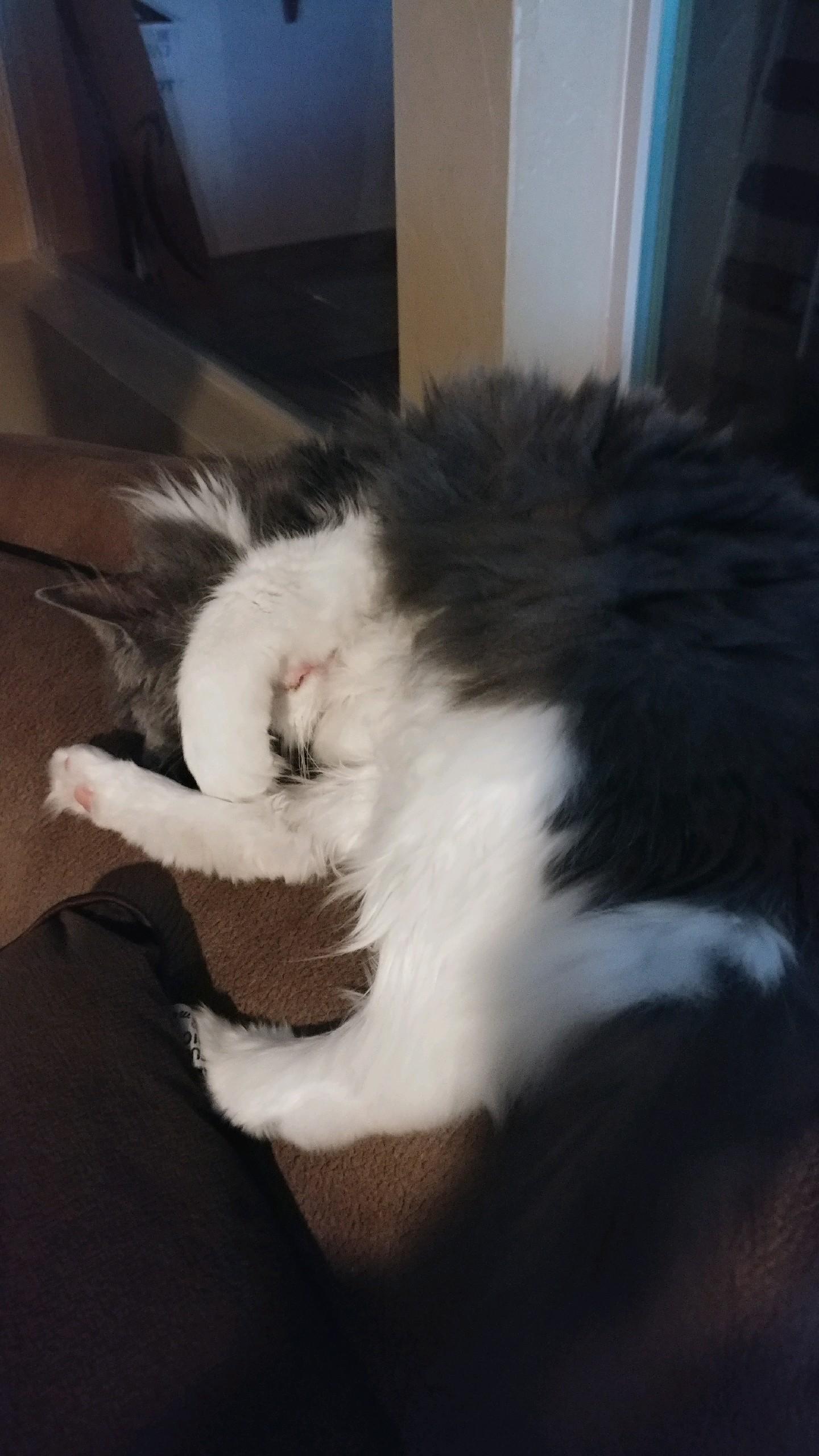My cat likes to cover her eyes when she sleeps r/aww