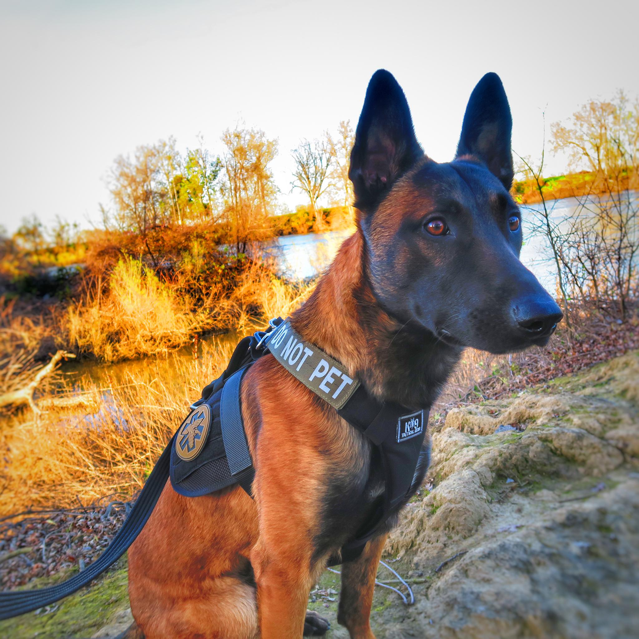 K9 Blaze training at the Sacramento River [2048x2048][OC] r
