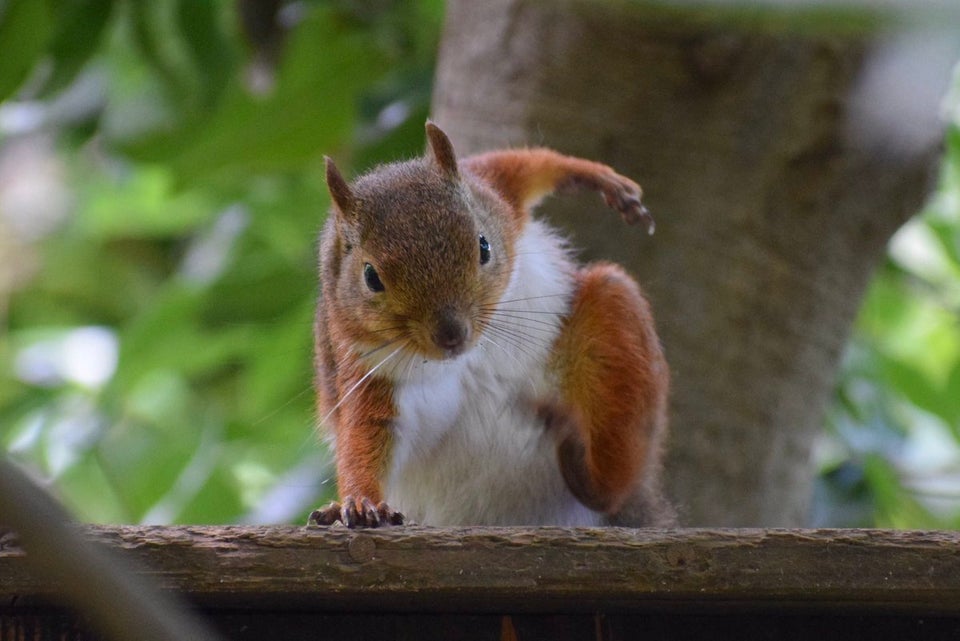 PsBattle Squirrel superhero landing