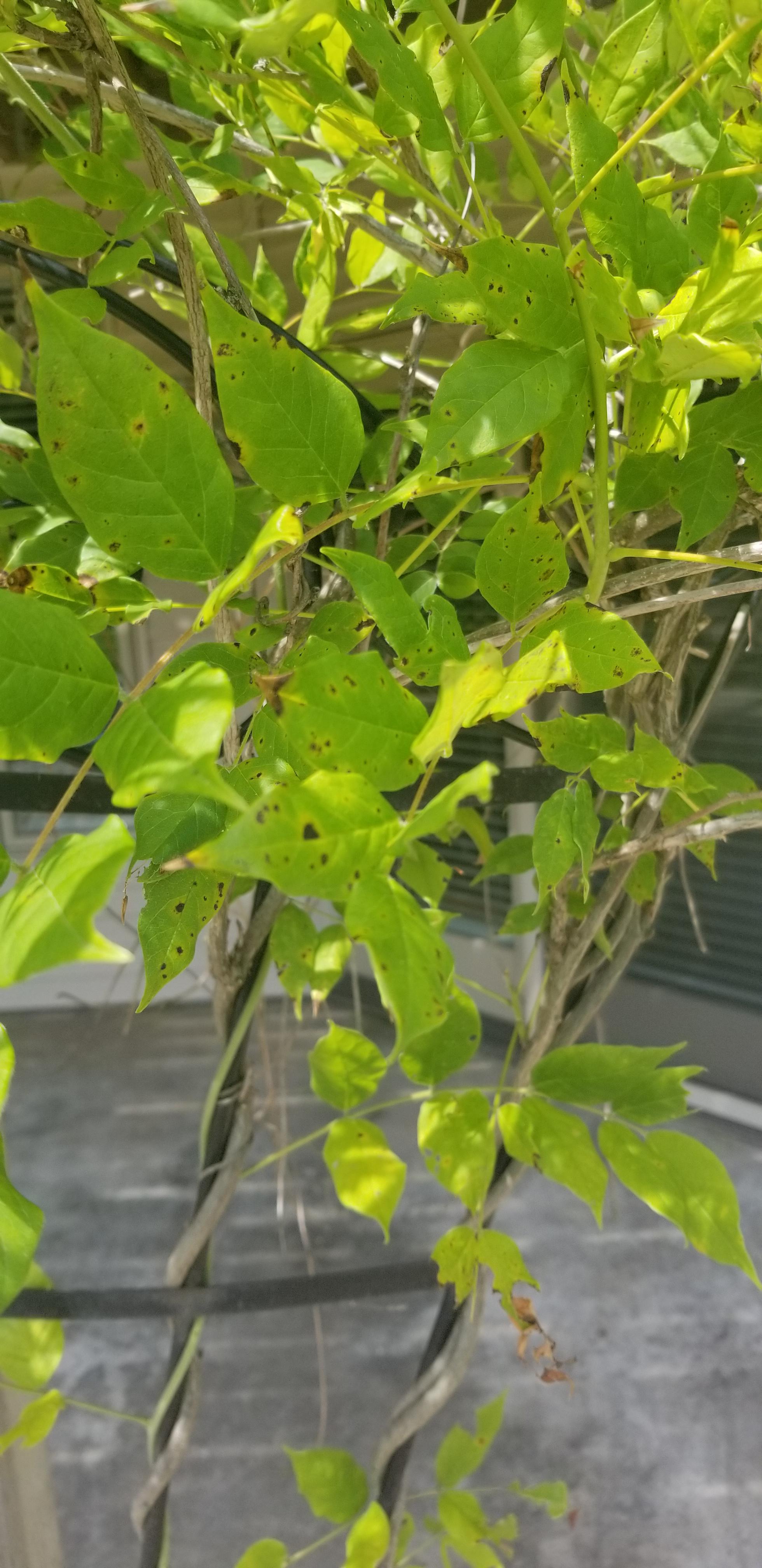 10 year old wisteria, never bloomed, any ideas why? What are these