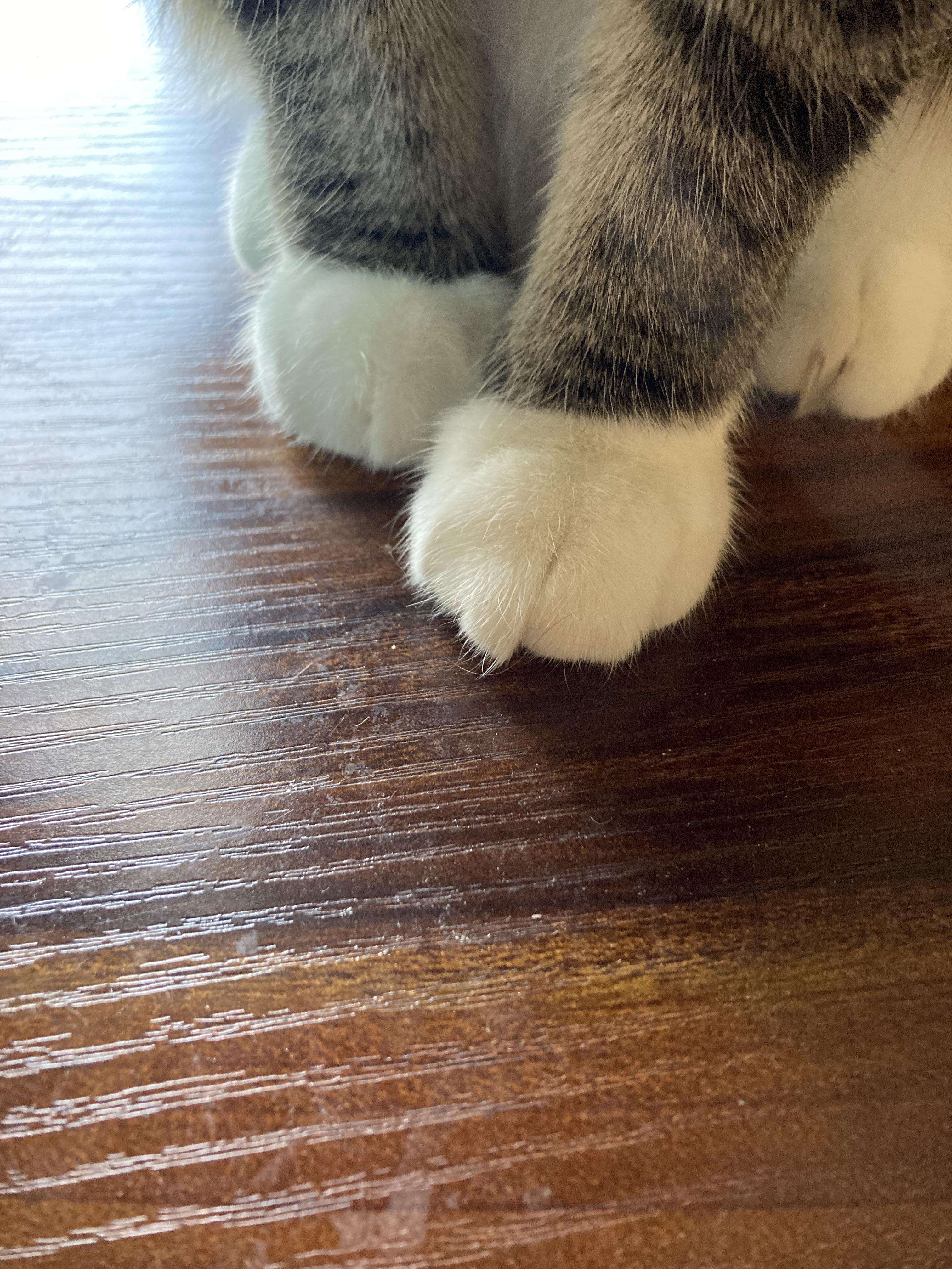 My cat has the standard number of toes, he is not polydactyl. r