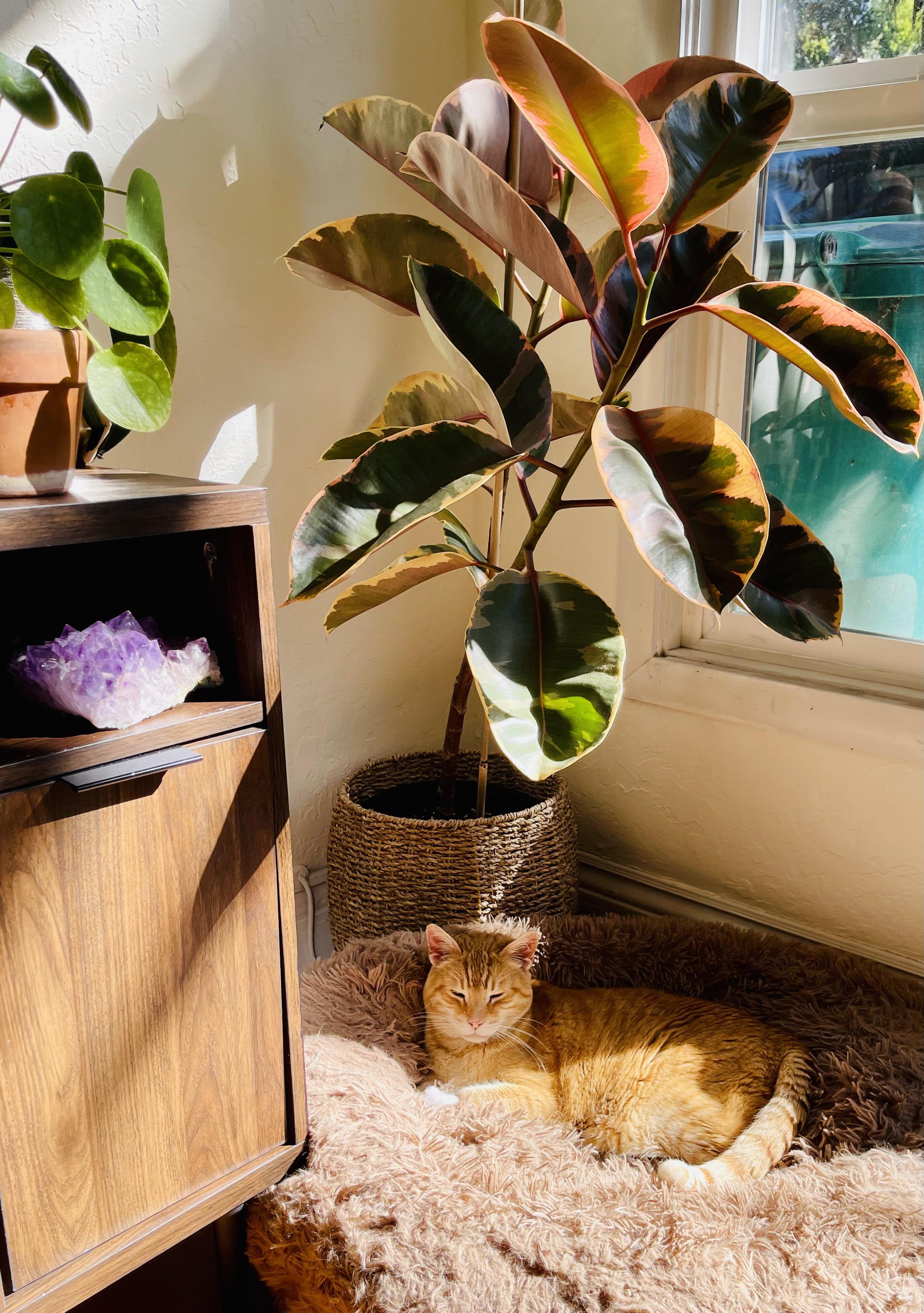 I lost my sweet cat to cancer recently. Today I came across this