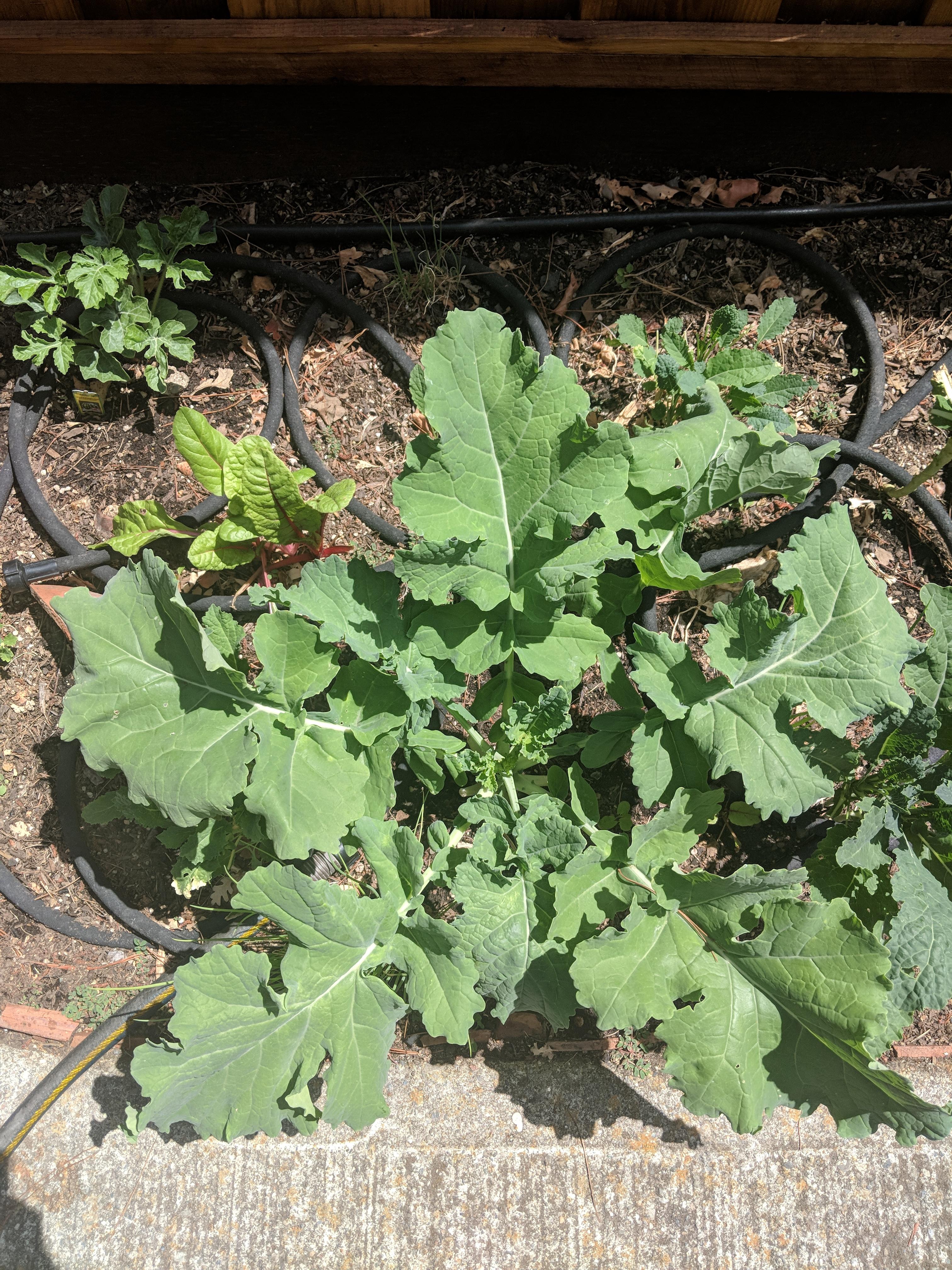 Is this Siberian kale? Or just a big ass weed r/gardening