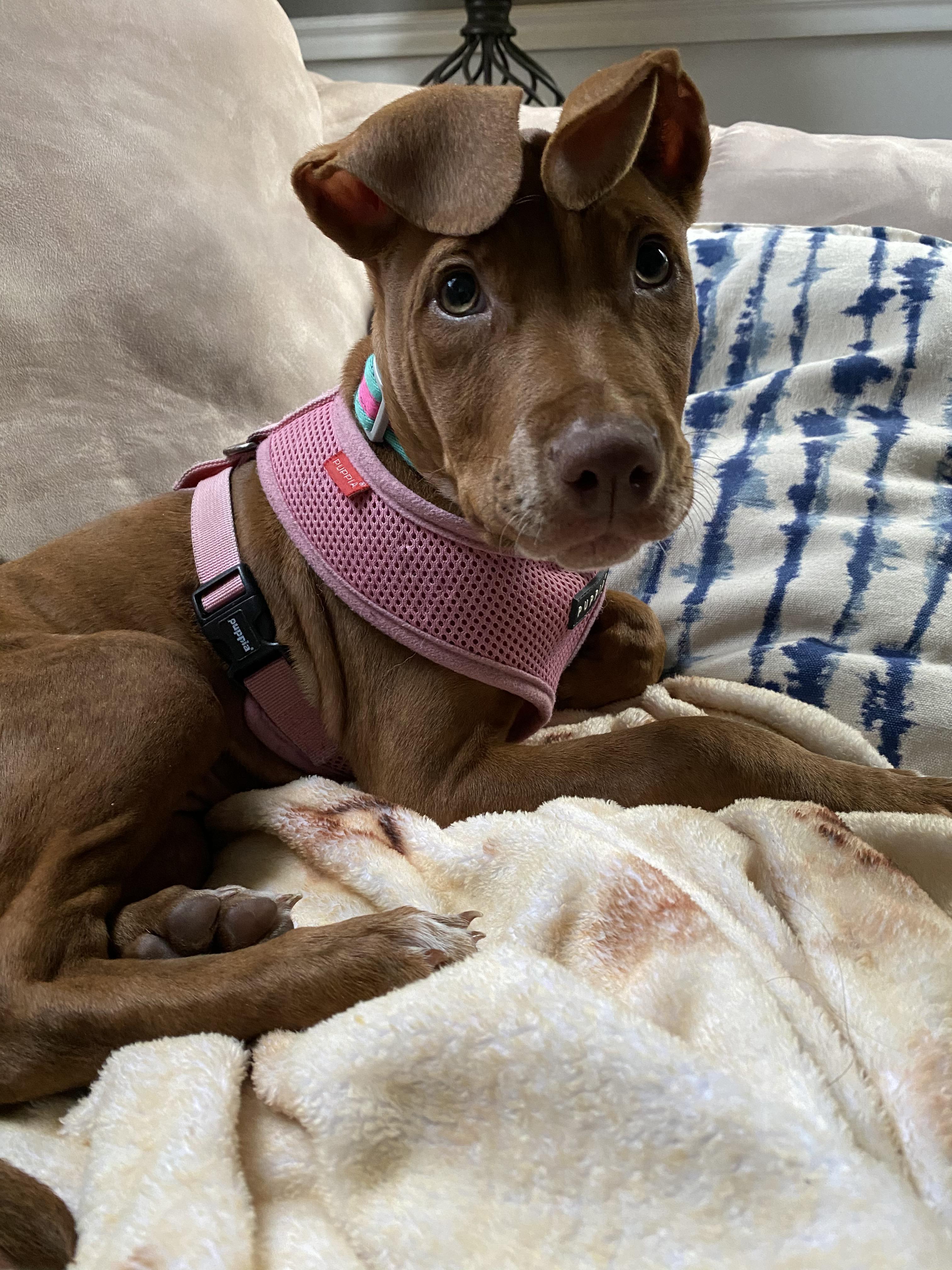 Pit bull vizsla mix!!! vizsla