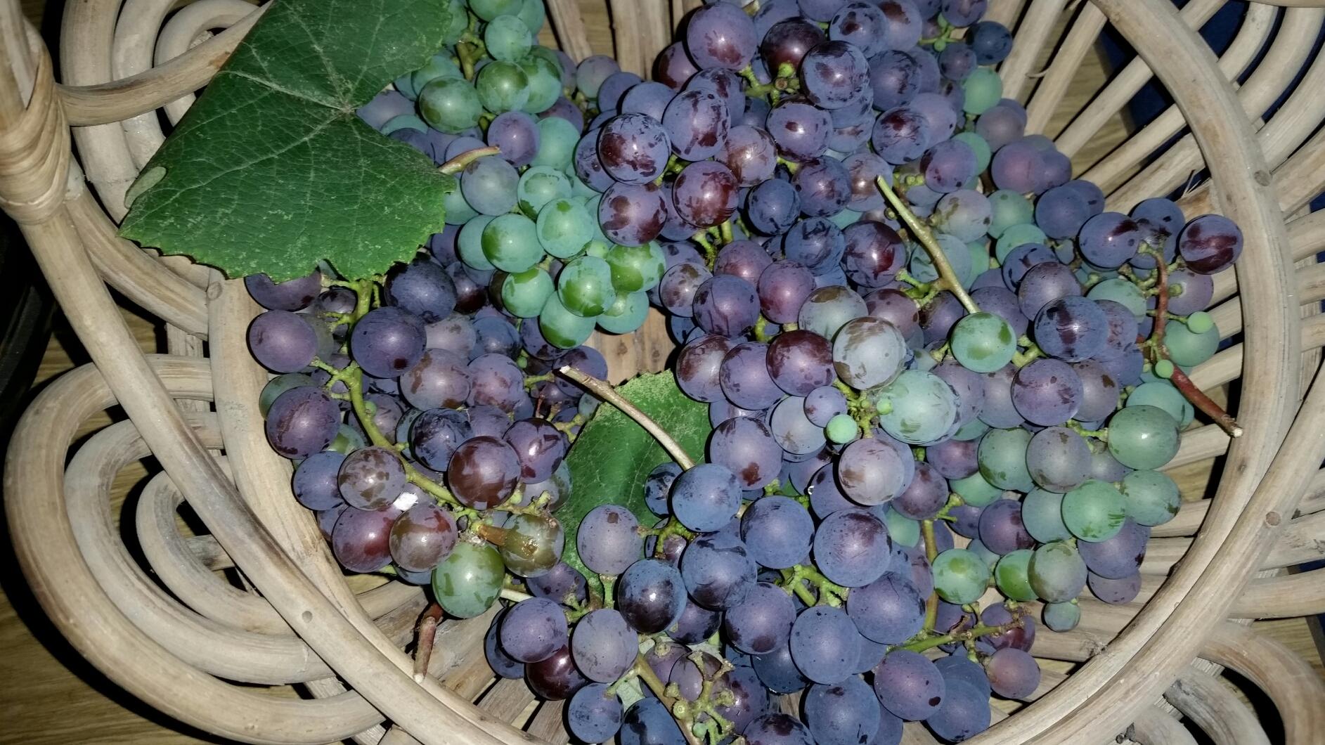 About 2 kg (4.4 lbs) grapes harvest in Kathmandu, Nepal r/gardening