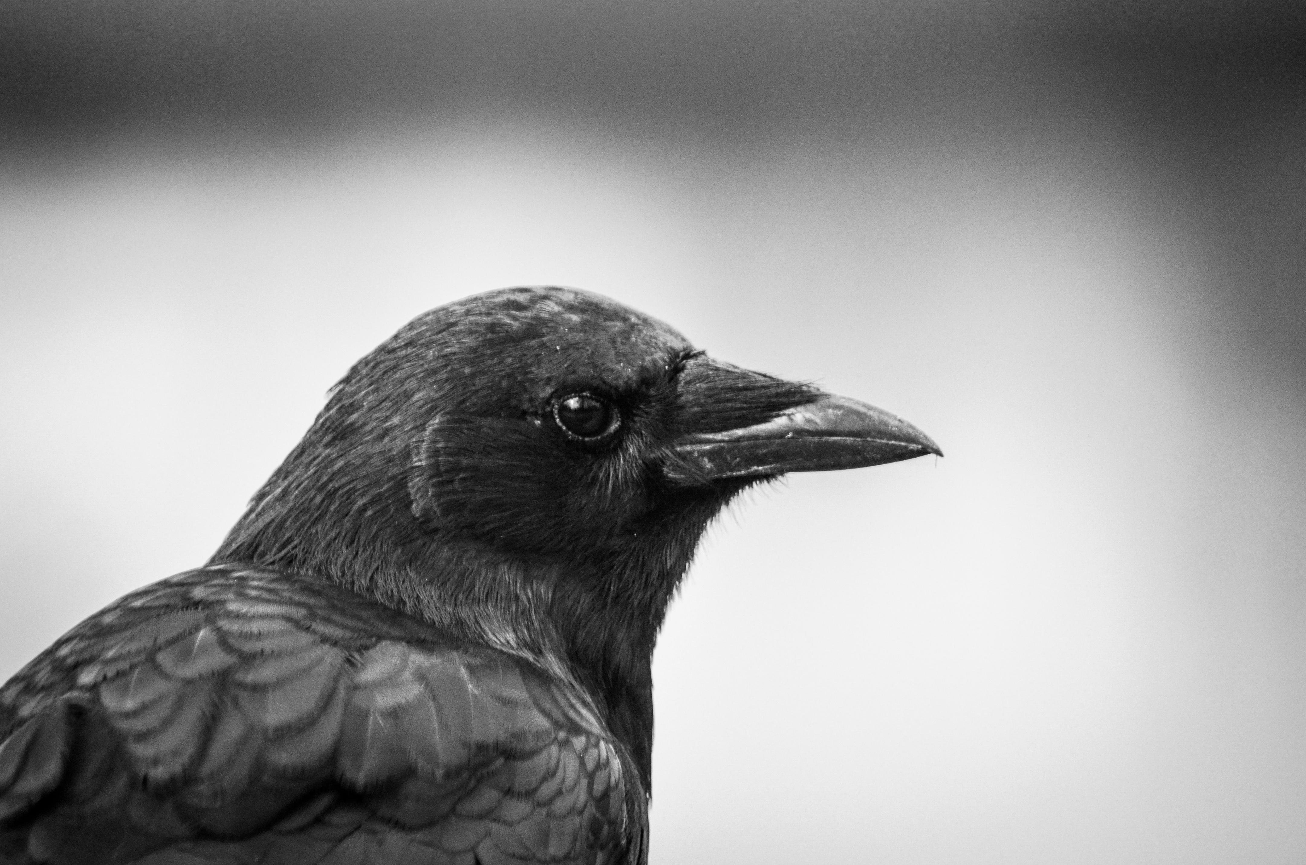 A Black and White Detail Shot of a Crow r/pics