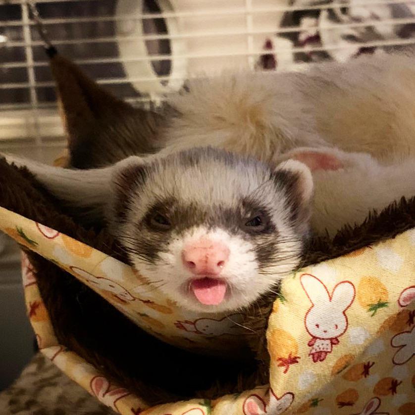 Here’s a funny photo of my ferret dinky, hopefully it puts a smile on your face 😂 r/ferrets