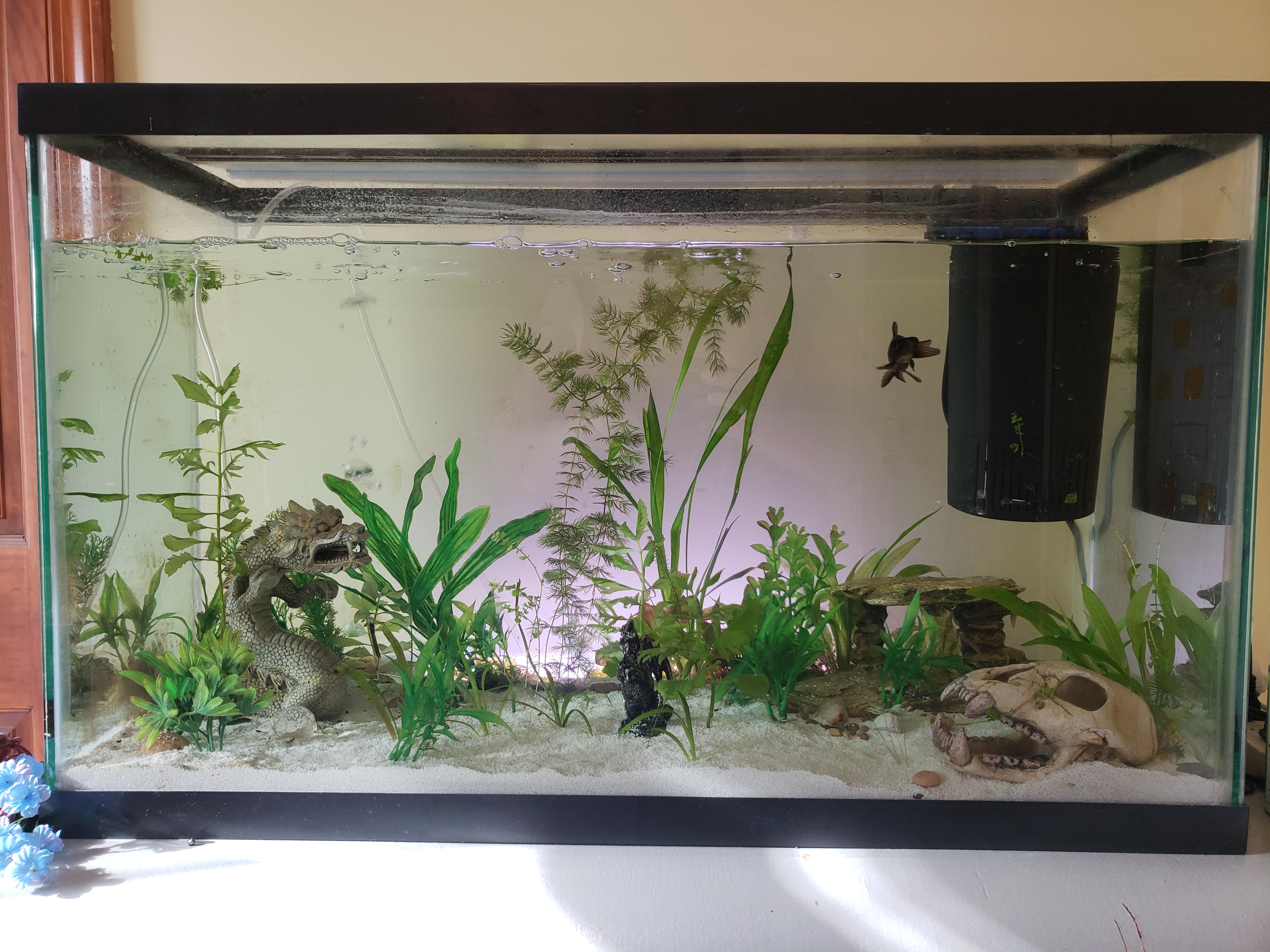 "You know your goldfish will eat your plants, right?" r/Goldfish