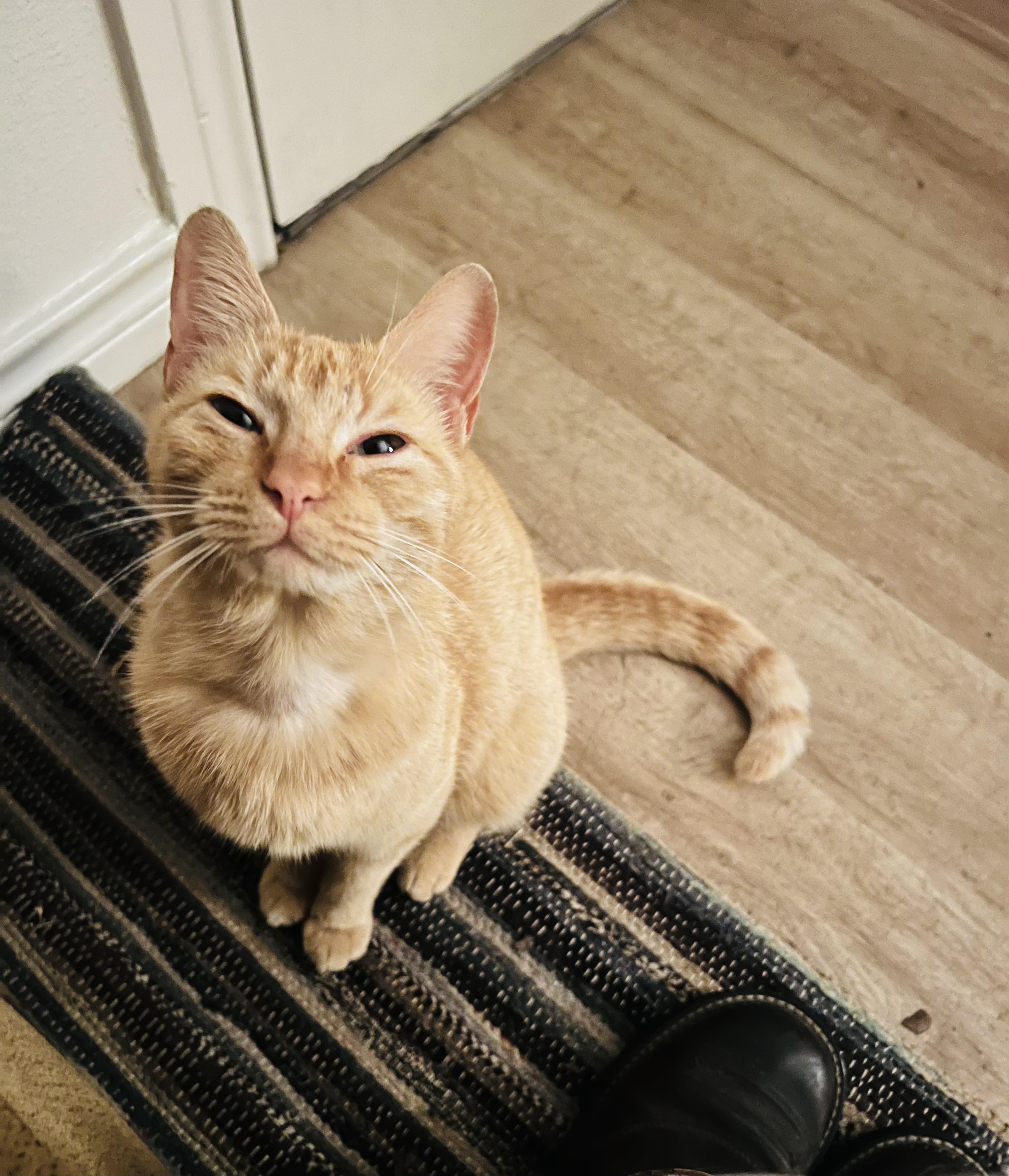 Why Does My Cat Blink Slowly At Me Clearance head.hesge.ch